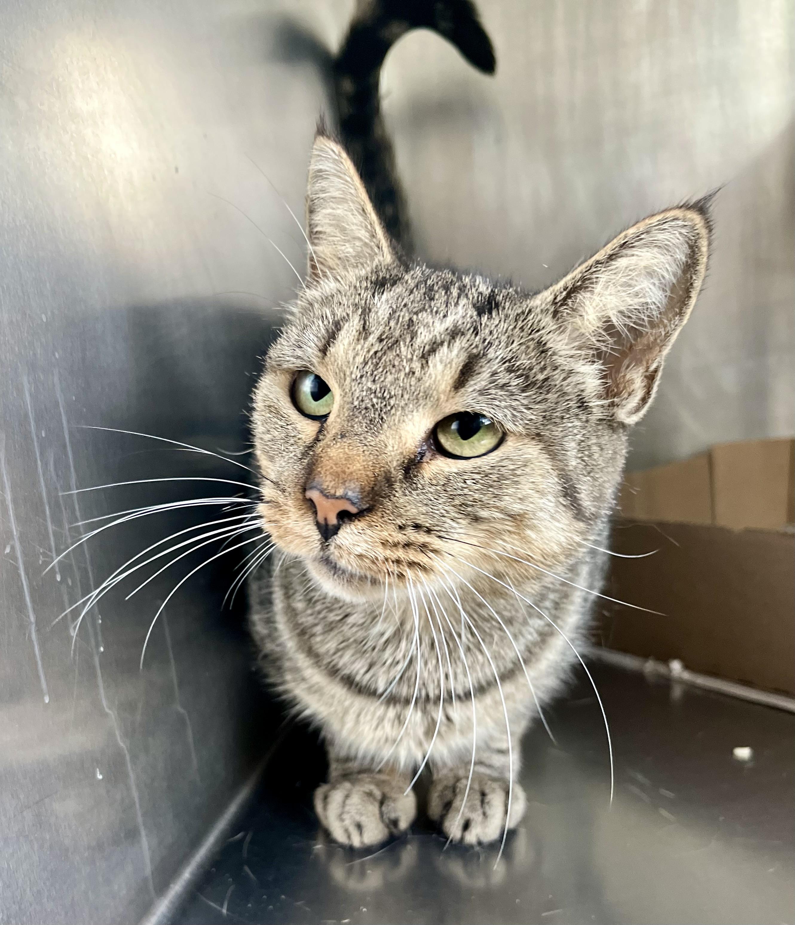 Patty Loveless thumbnail 2