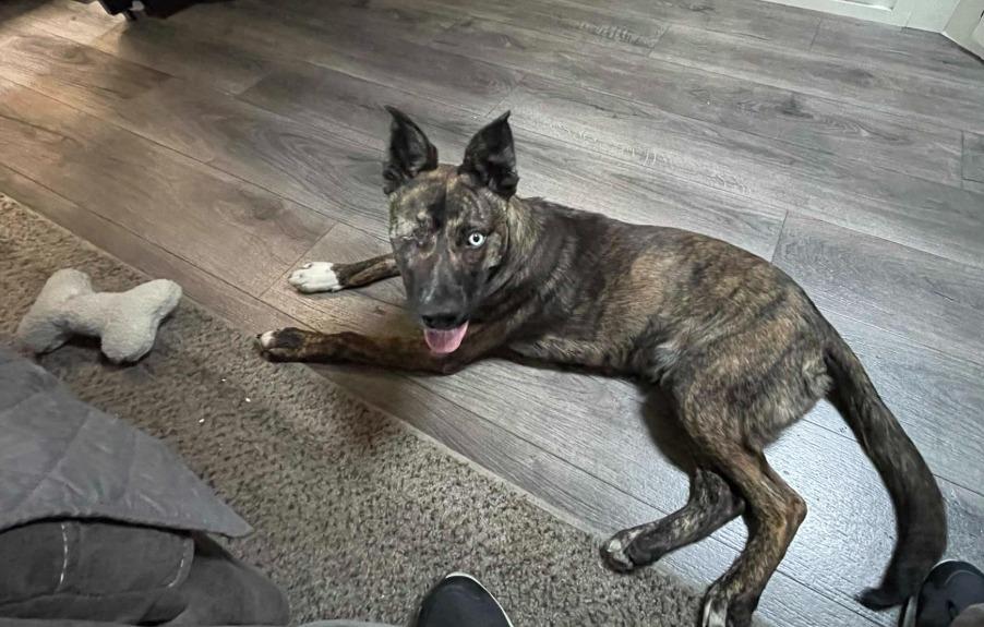 Enlarge Scotty  (one eye)  Oakhurst, CA, a Adoptable mixed breed in Oakhurst, CA image 1/2