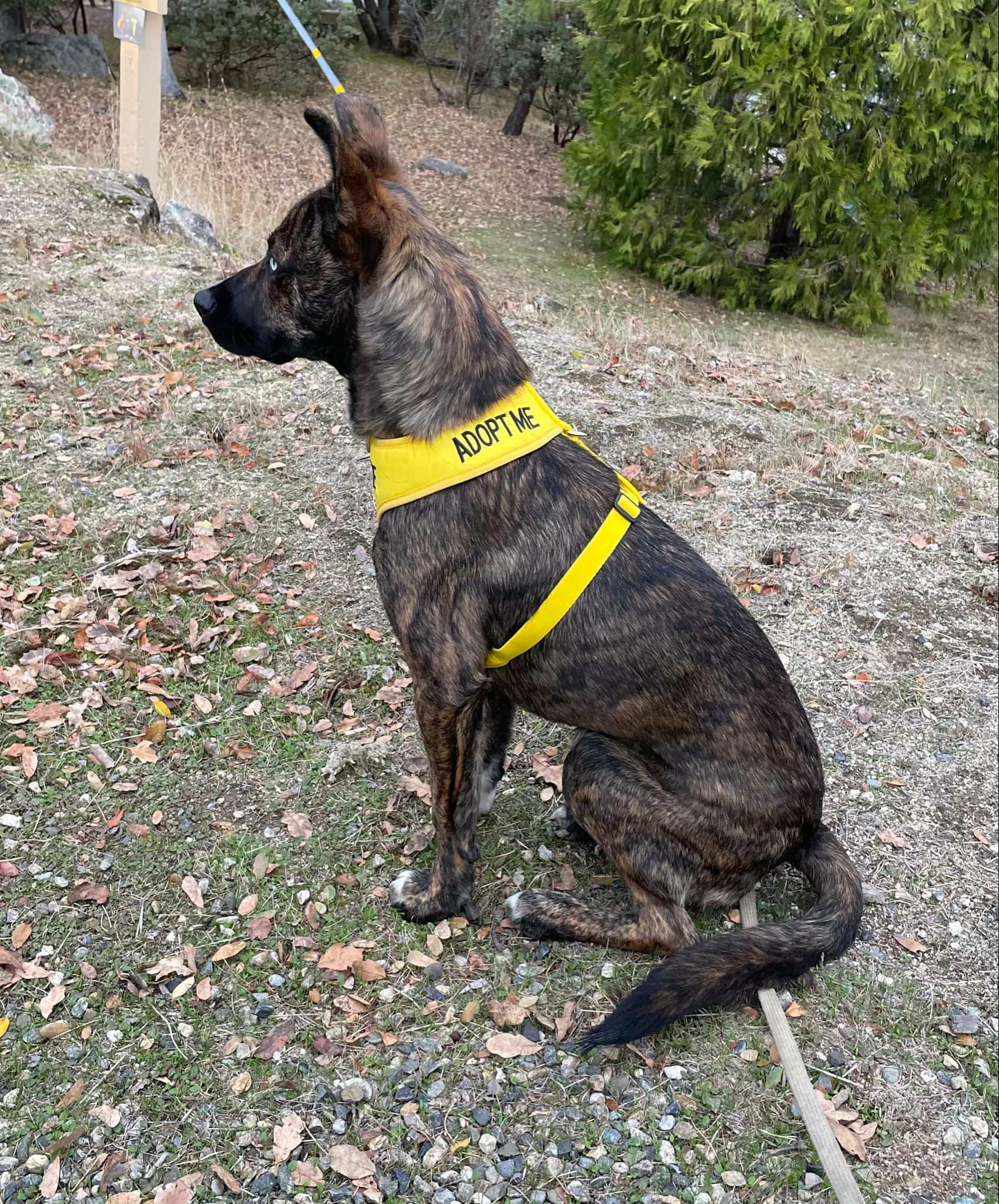 Scotty  (one eye)  Oakhurst, CA, Adoptable, Young Male Dutch Shepherd & Husky.