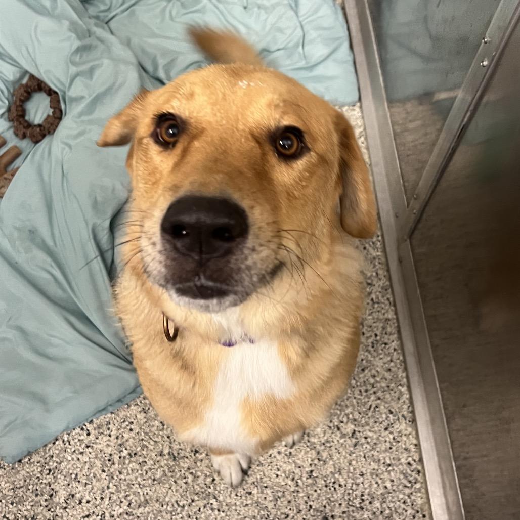 Enlarge Minos, a Adoptable mixed breed in Newark, DE image 3/6