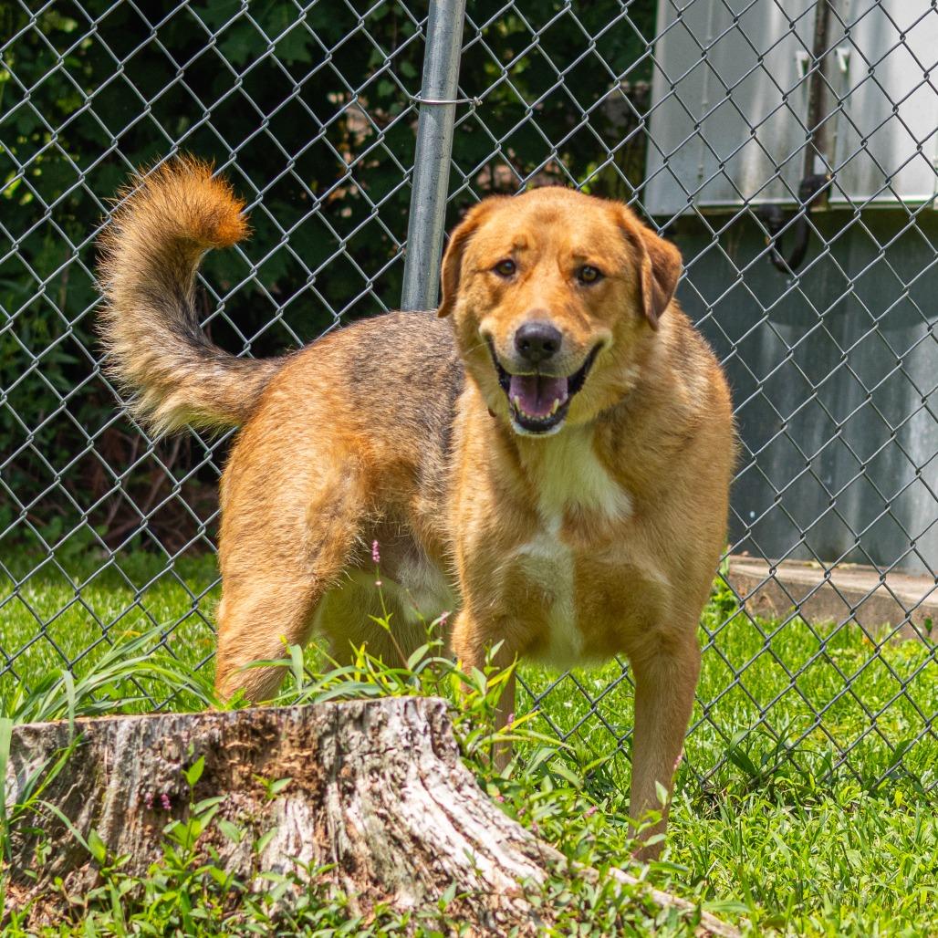 Enlarge Minos, a Adoptable mixed breed in Newark, DE image 4/6
