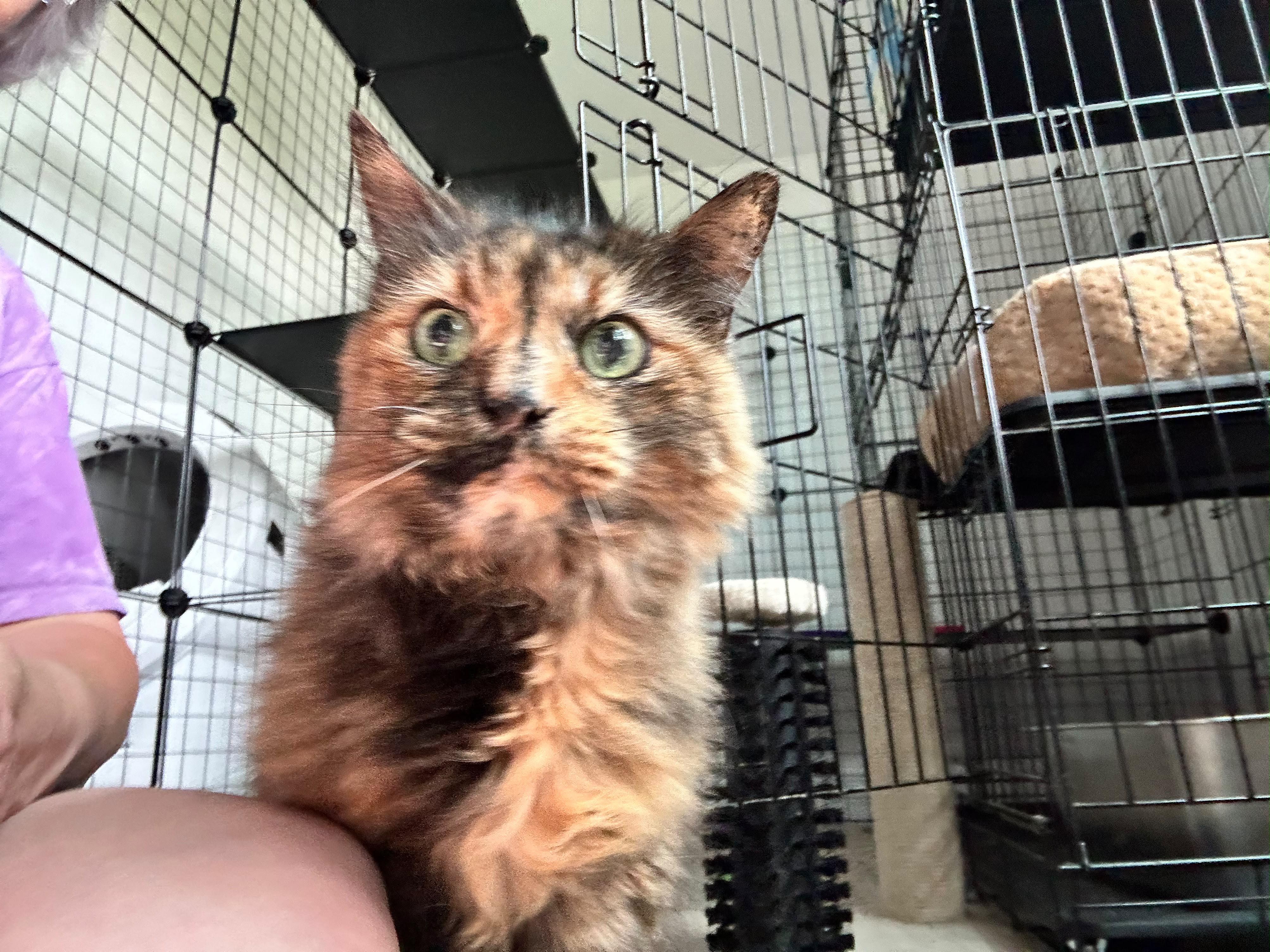 Rowdy, a ADOPTABLE Domestic Long Hair in Sanford, NC image 4/6