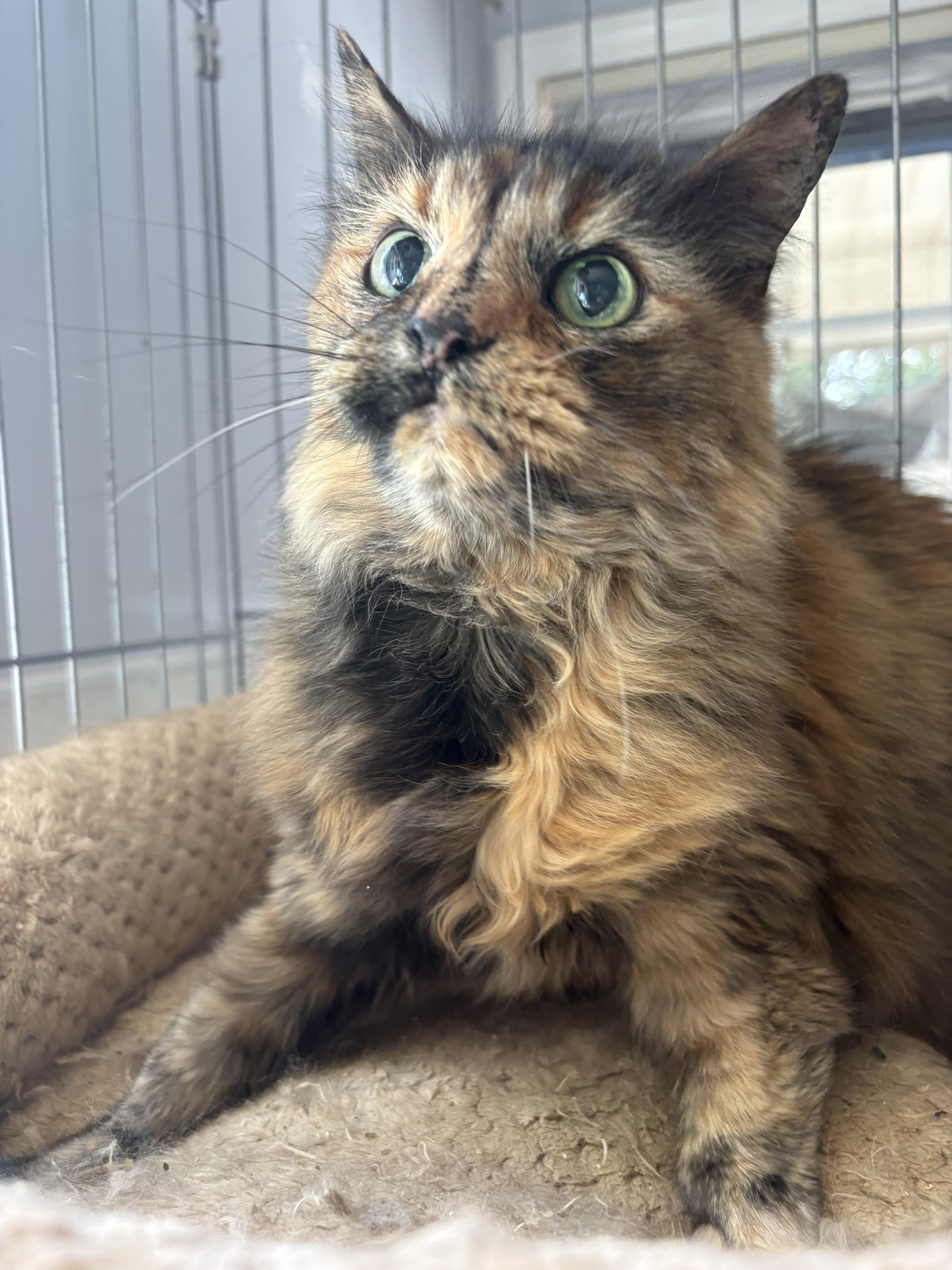 Rowdy, a ADOPTABLE Domestic Long Hair in Sanford, NC image 6/6