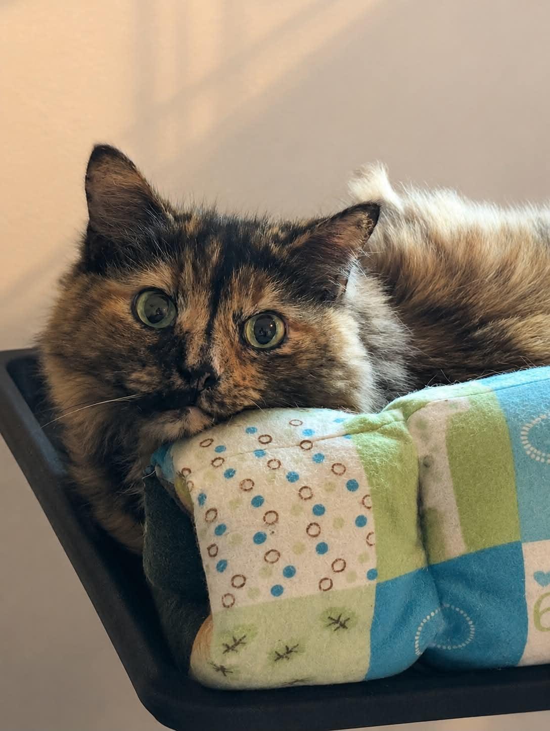 Rowdy, ADOPTABLE, Senior Female Domestic Long Hair.