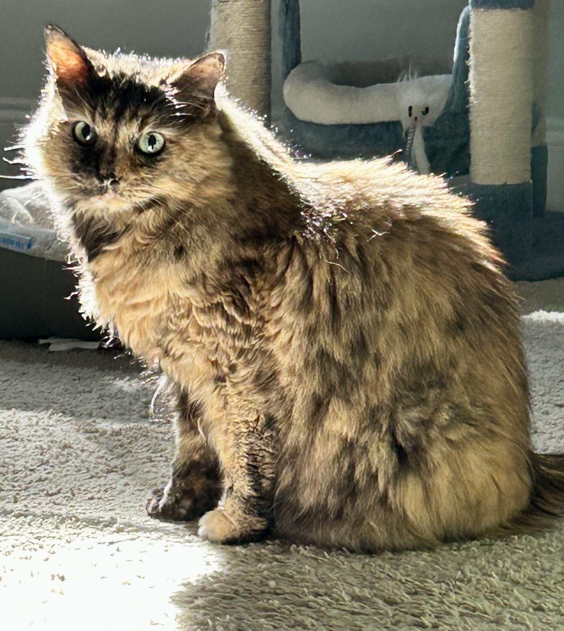 Enlarge Rosalie, a Adoptable Domestic Long Hair in Sanford, NC image 2/6
