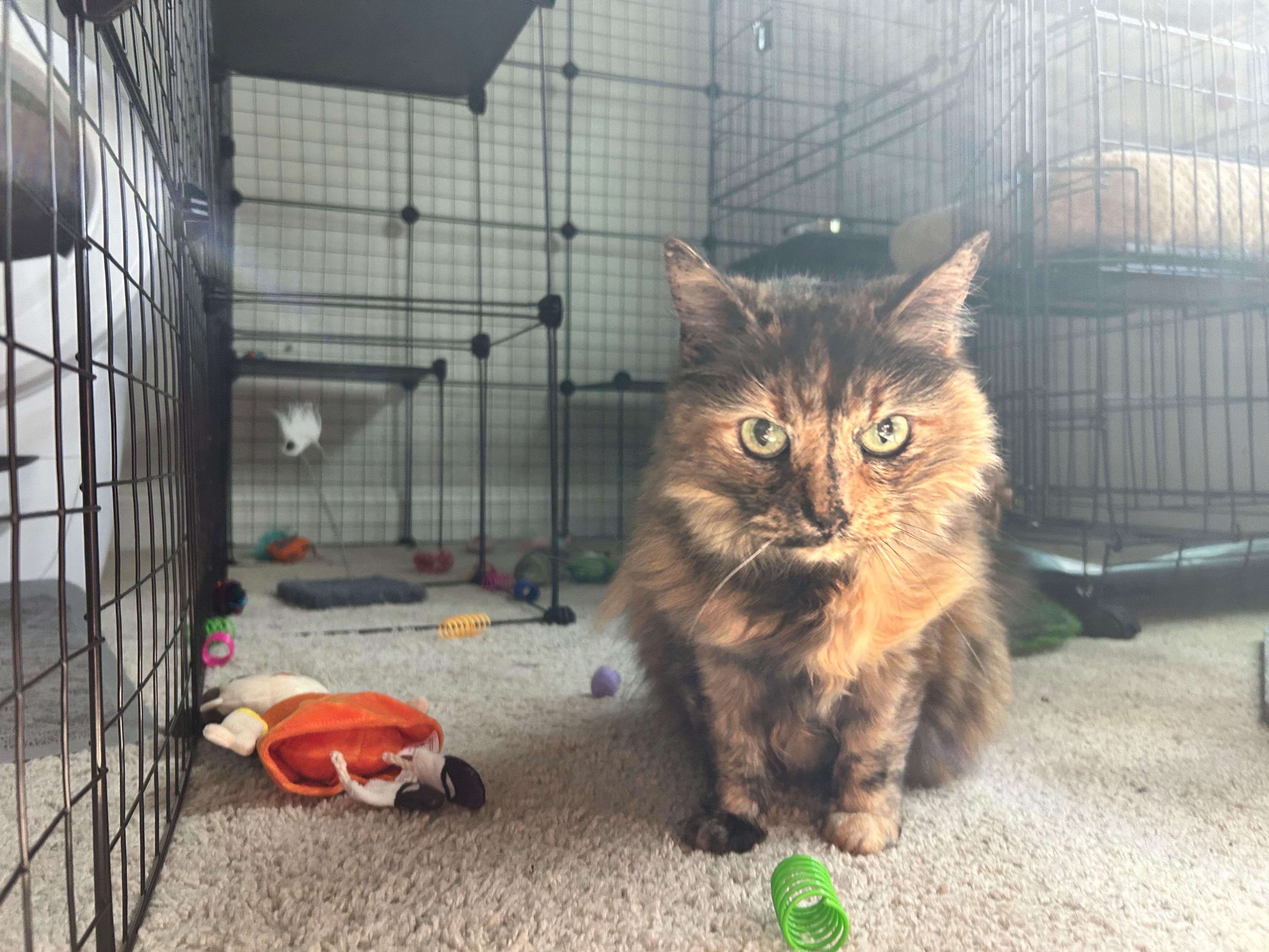 Rowdy, a ADOPTABLE Domestic Long Hair in Sanford, NC image 3/6