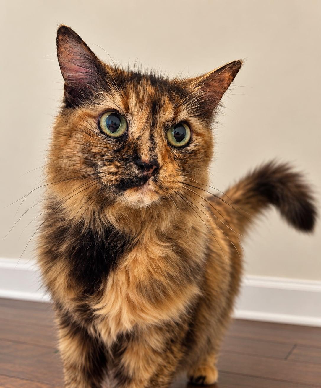 Enlarge Rosalie, a Adoptable Domestic Long Hair in Sanford, NC image 1/6