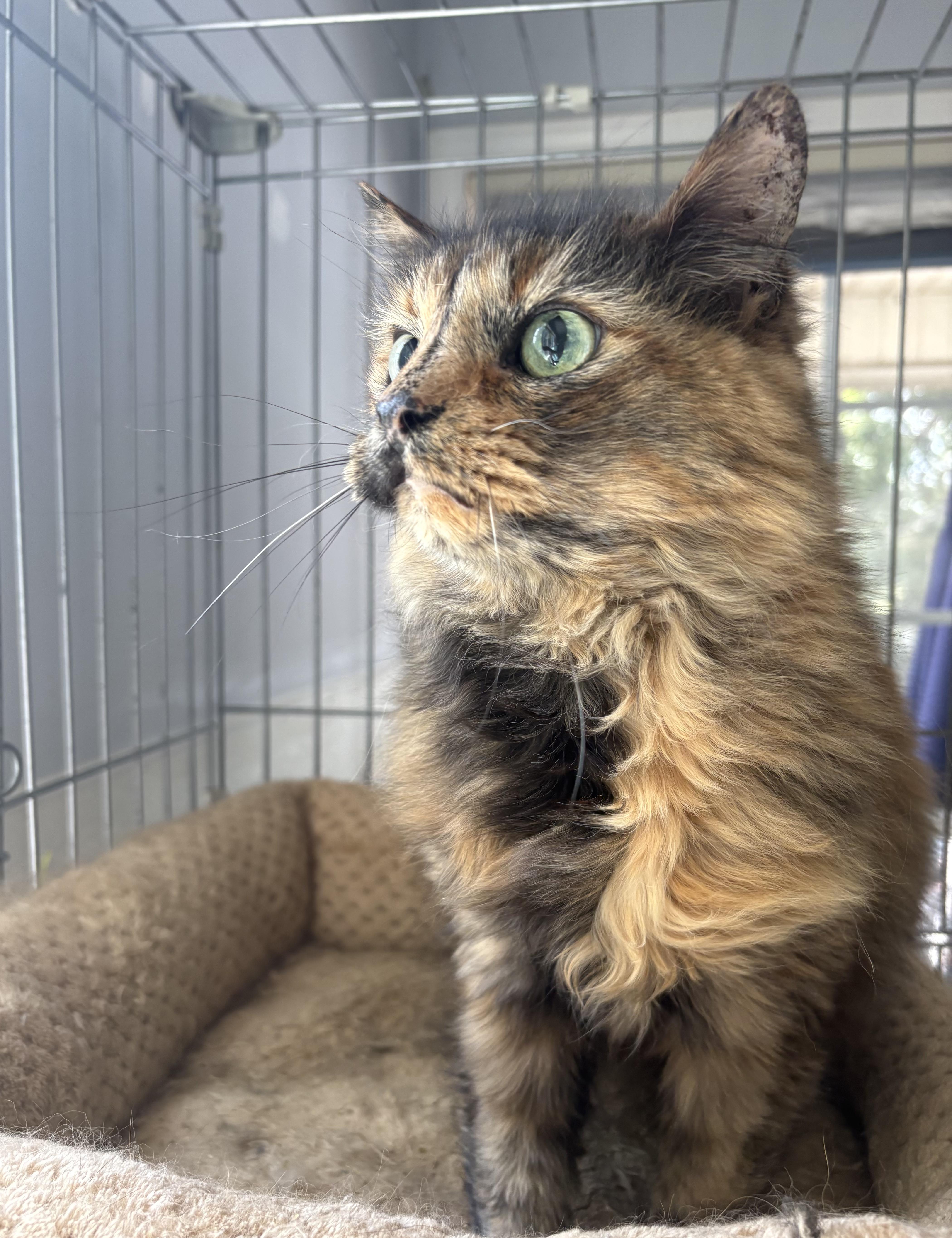 Rowdy, a ADOPTABLE Domestic Long Hair in Sanford, NC image 5/6