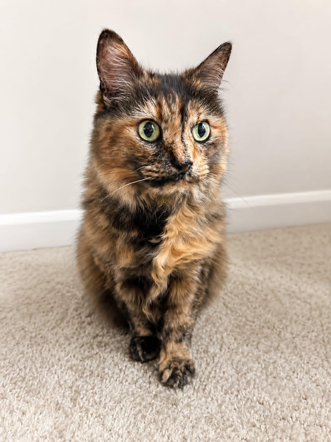Rowdy, a ADOPTABLE Domestic Long Hair in Sanford, NC image 2/6