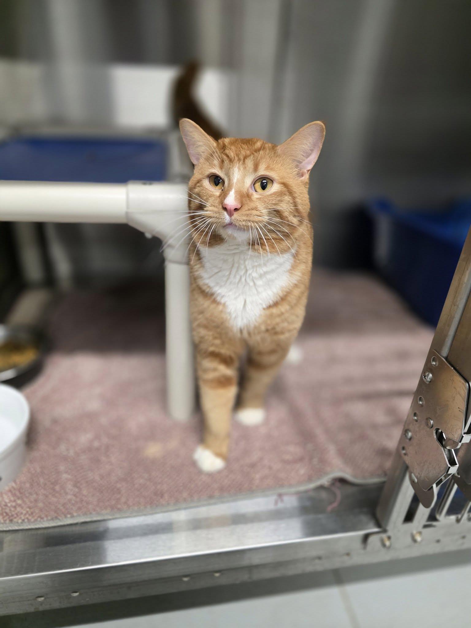 Enlarge Nico, a ADOPTABLE Domestic Short Hair in Shelby, MI image 1/1