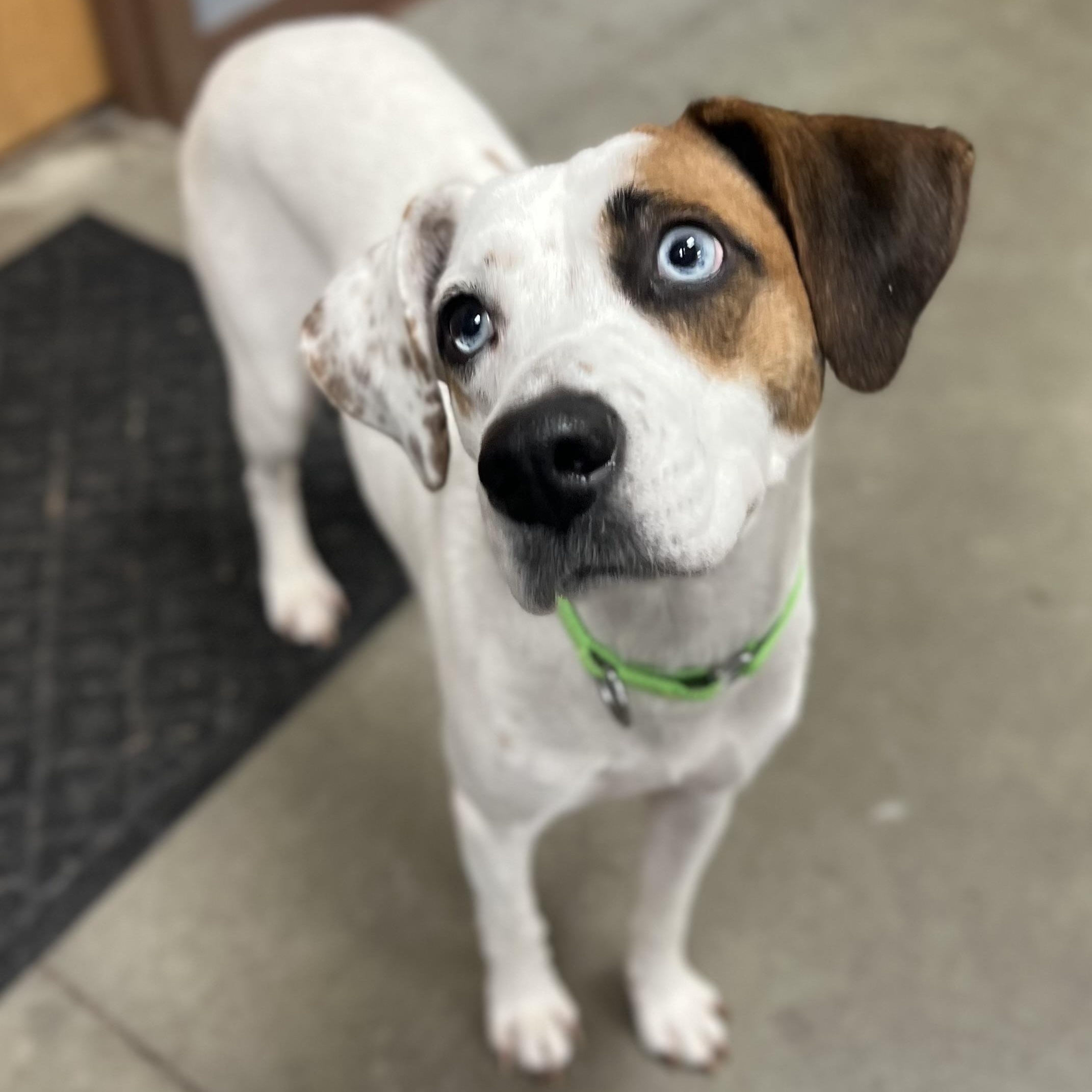 Enlarge Indigo, a ADOPTABLE mixed breed in Monroe, OH image 1/4