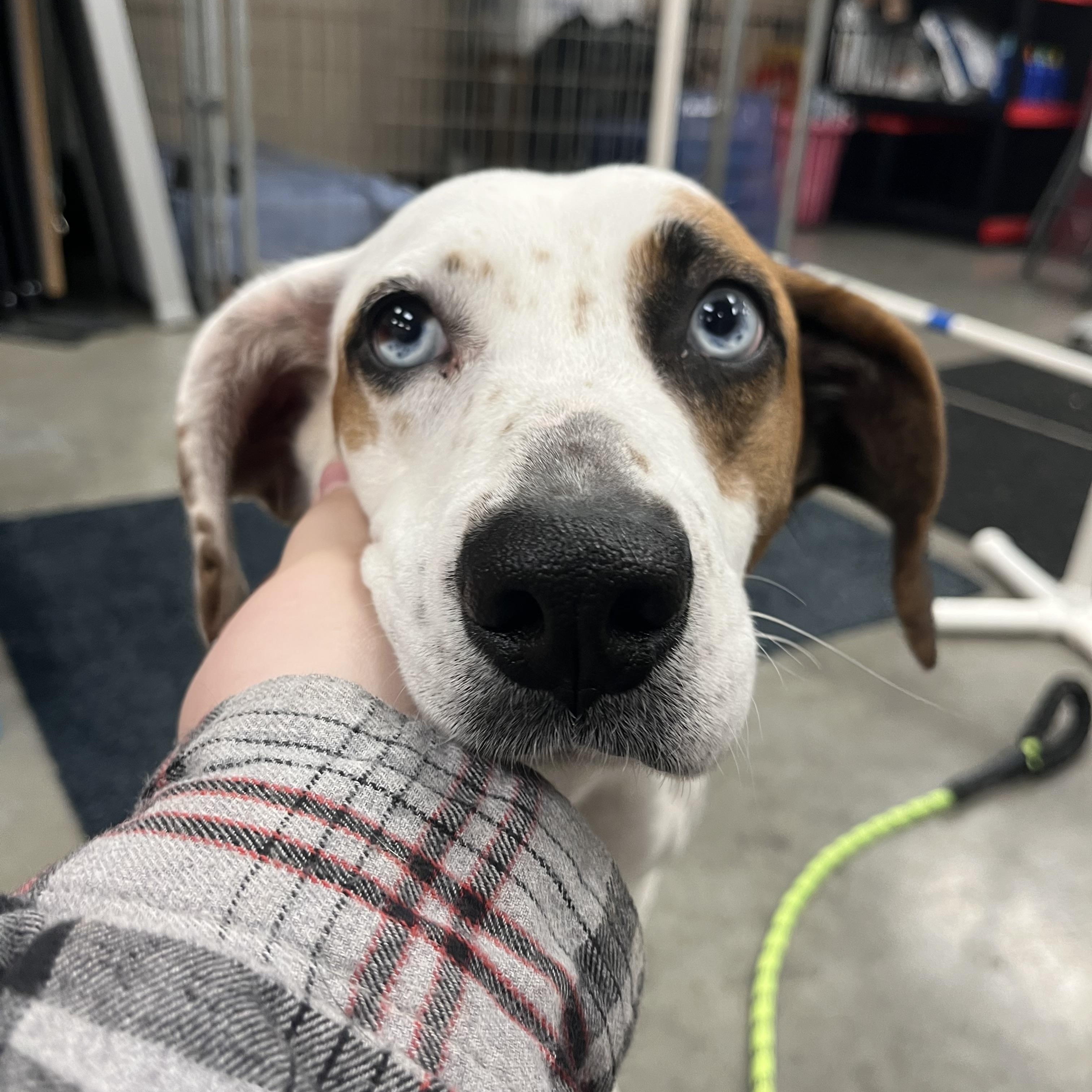 Enlarge Indigo, a ADOPTABLE mixed breed in Monroe, OH image 4/4