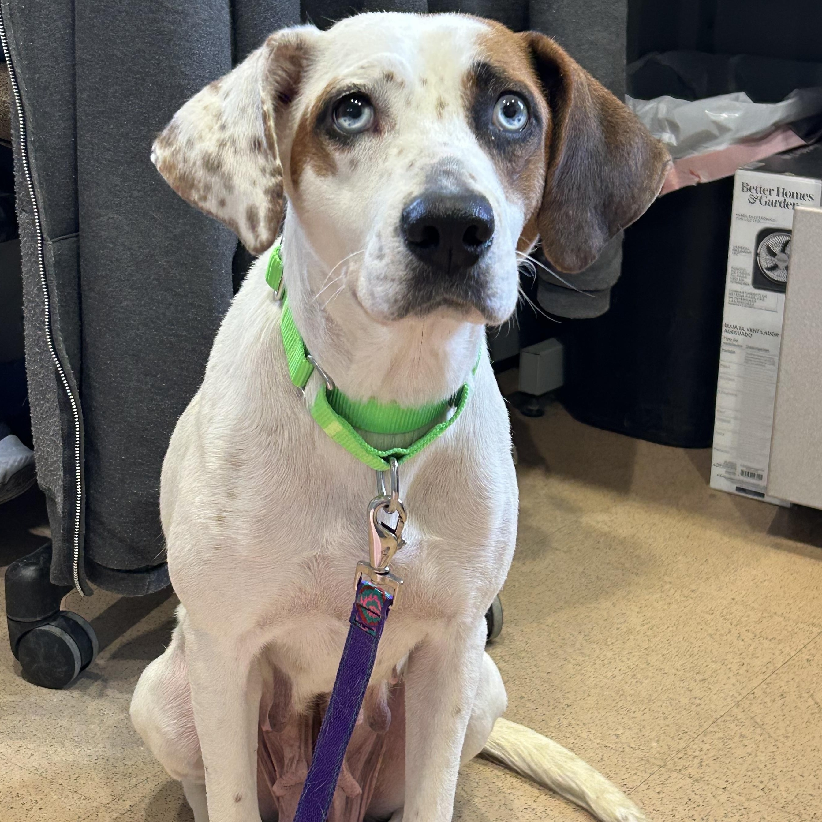 Enlarge Indigo, a ADOPTABLE mixed breed in Monroe, OH image 3/4