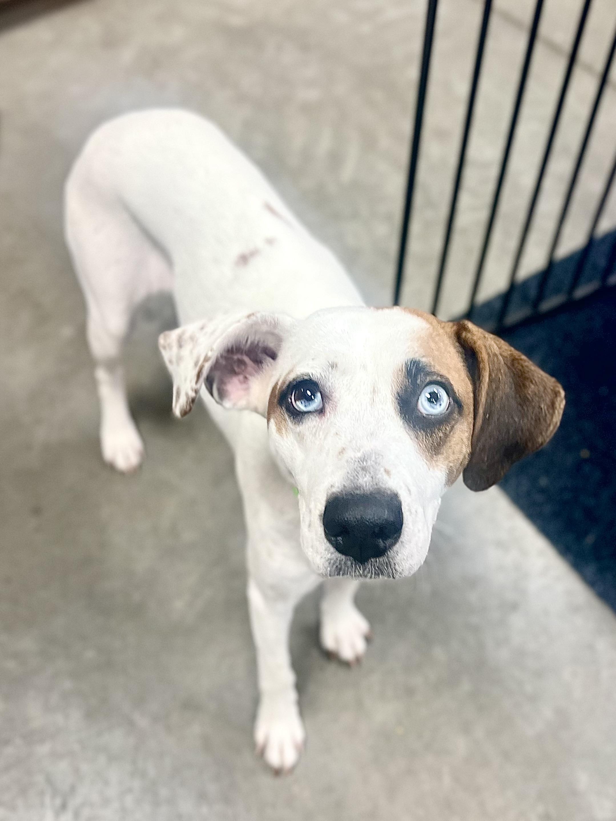 Enlarge Indigo, a ADOPTABLE mixed breed in Monroe, OH image 2/4