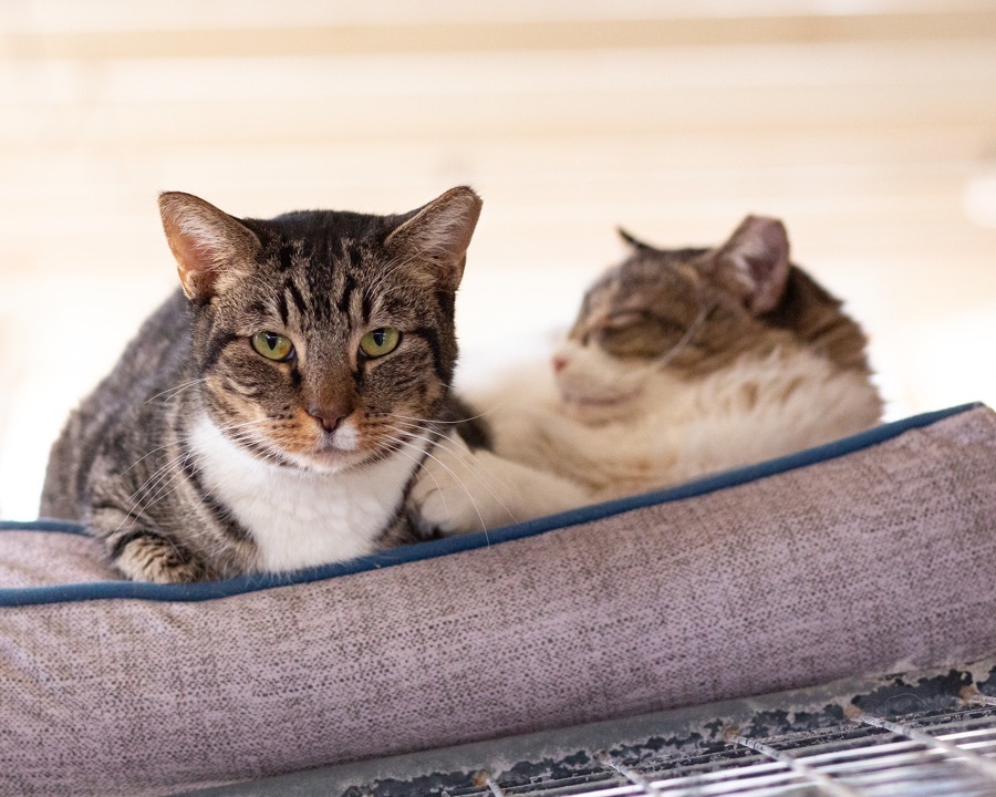 Melon(choly) with Squishmallow, Adoptable, Young Female Domestic Short Hair.