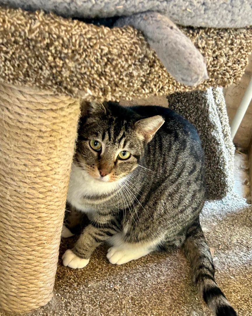 Melon(choly) with Squishmallow, a Adoptable Domestic Short Hair in Marana, AZ image 2/5