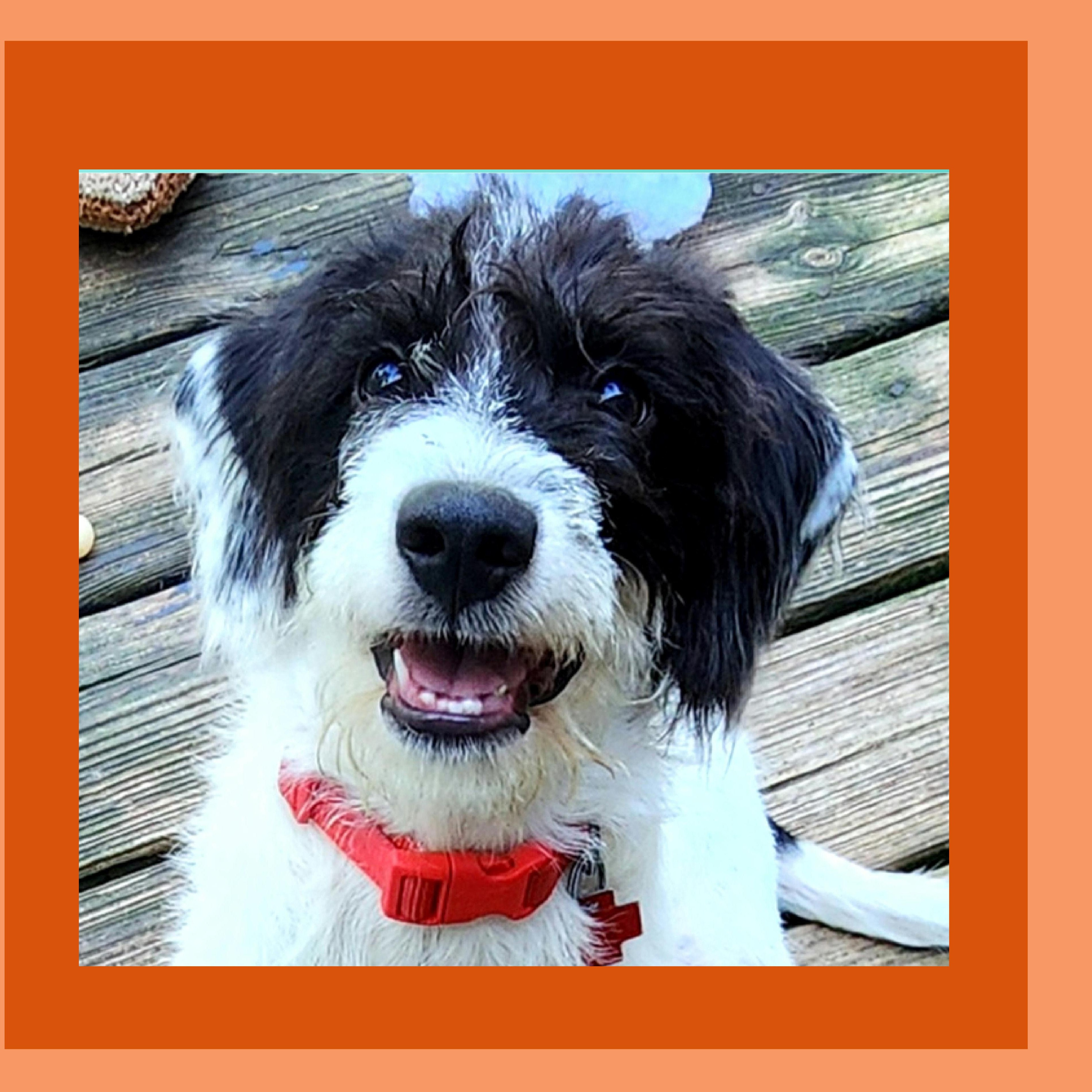 Pluto, Adoptable, Puppy Male Labradoodle & Terrier.