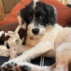 Enlarge Pluto, a Adoptable mixed breed in Lake Geneva, WI image 2/6