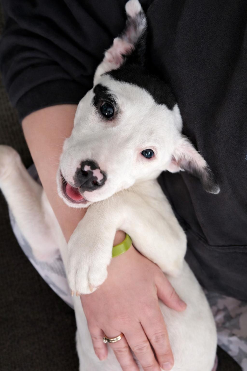 Creek , a ADOPTABLE Mixed Breed in Kenosha, WI image 6/6