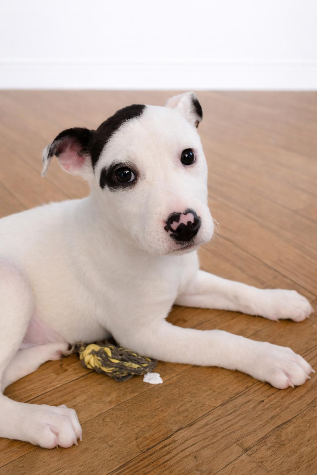 Enlarge Creek , a ADOPTABLE Mixed Breed in Kenosha, WI image 2/3