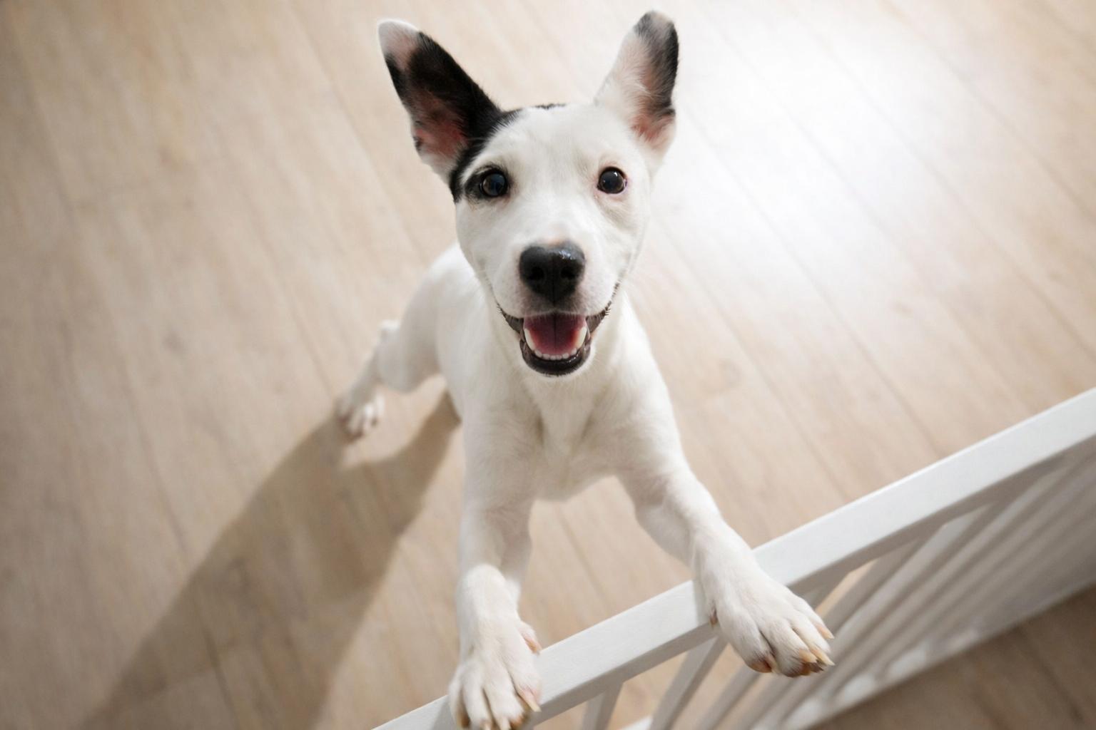 Creek , ADOPTABLE, Puppy Female Mixed Breed.