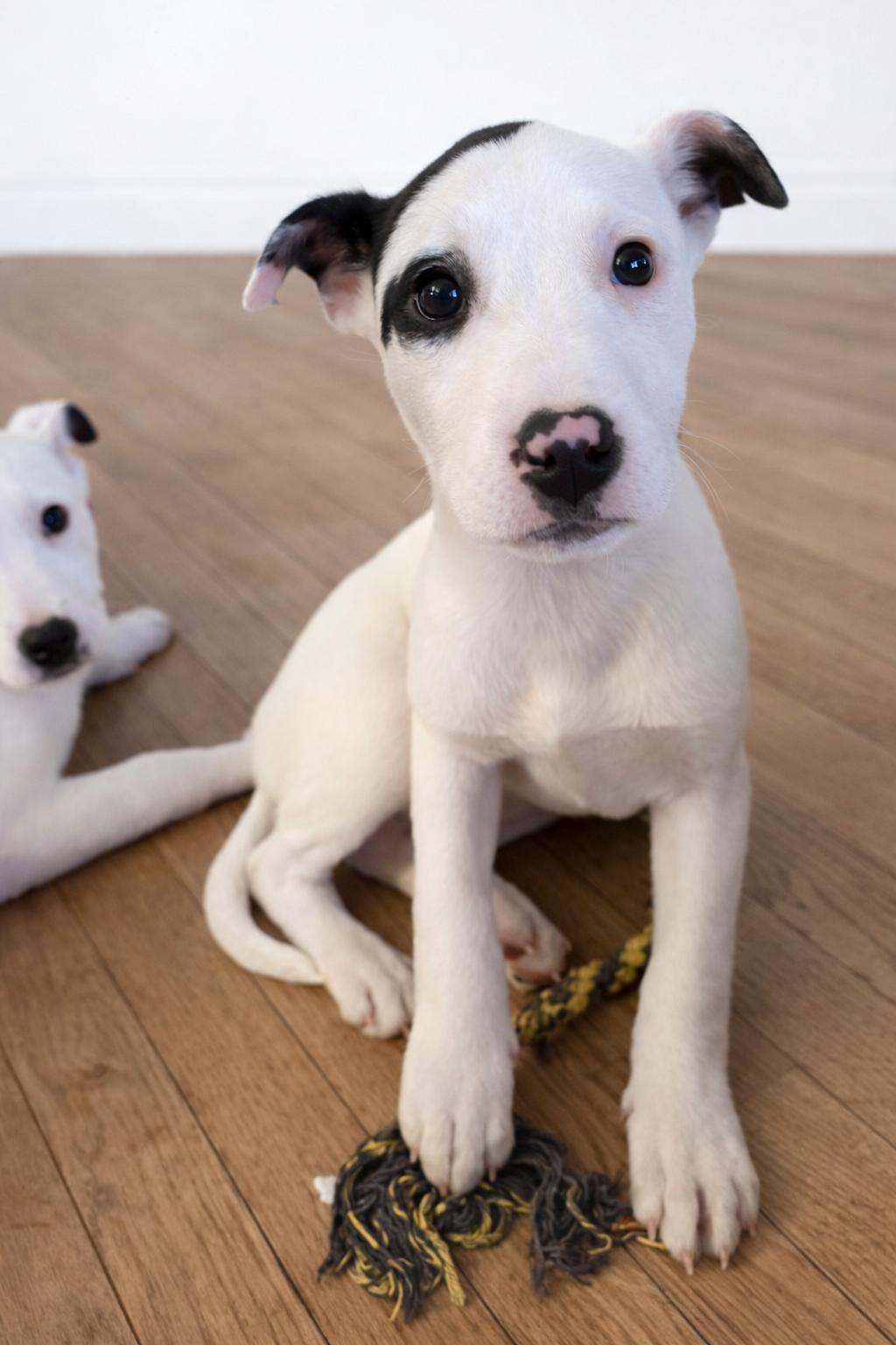 Enlarge Creek , a ADOPTABLE Mixed Breed in Kenosha, WI image 1/3