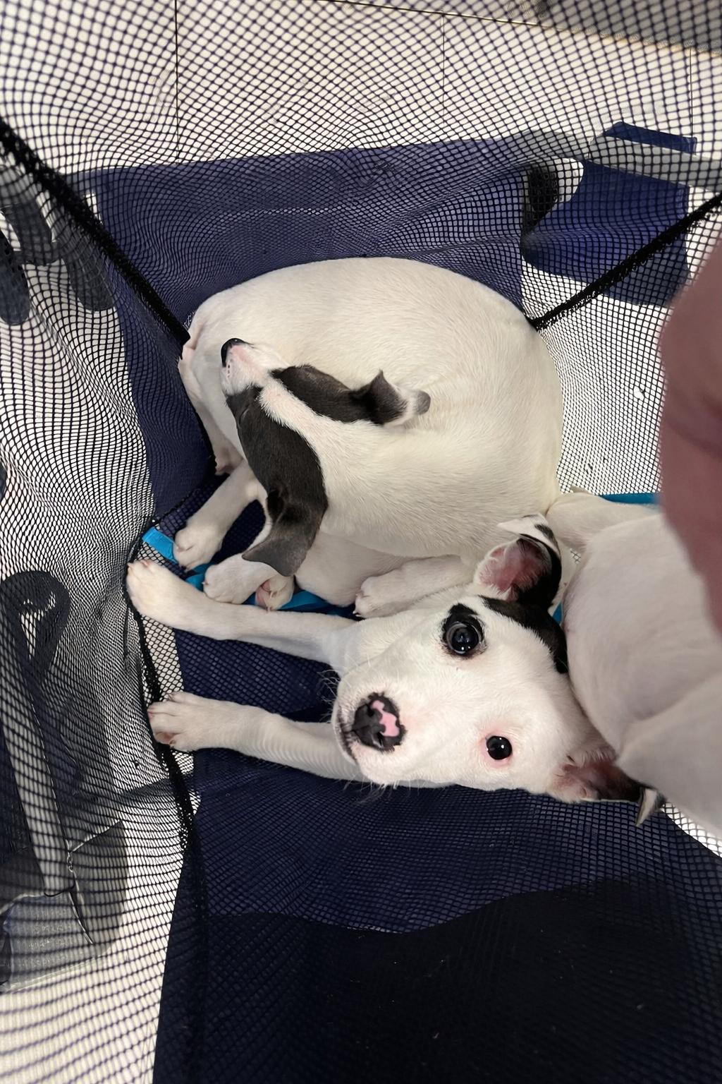 Creek , a ADOPTABLE Mixed Breed in Kenosha, WI image 5/6