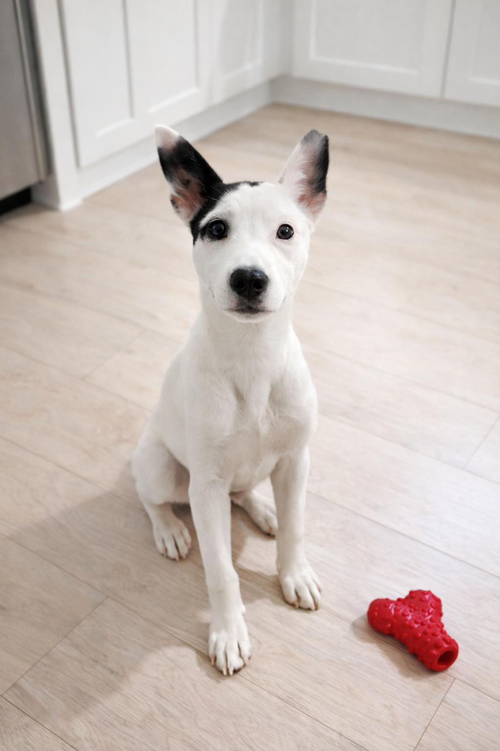 Enlarge Creek , a ADOPTABLE Mixed Breed in Kenosha, WI image 6/6