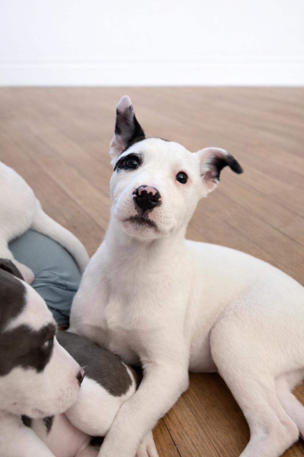 Enlarge Creek , a ADOPTABLE Mixed Breed in Kenosha, WI image 3/3