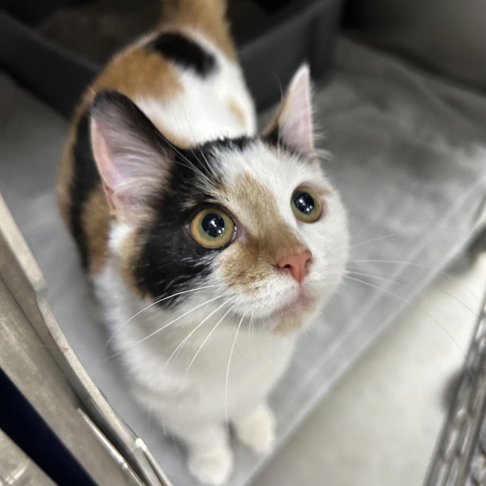 Enlarge Ophelia, a Adoptable Calico in Norwood, OH image 1/3