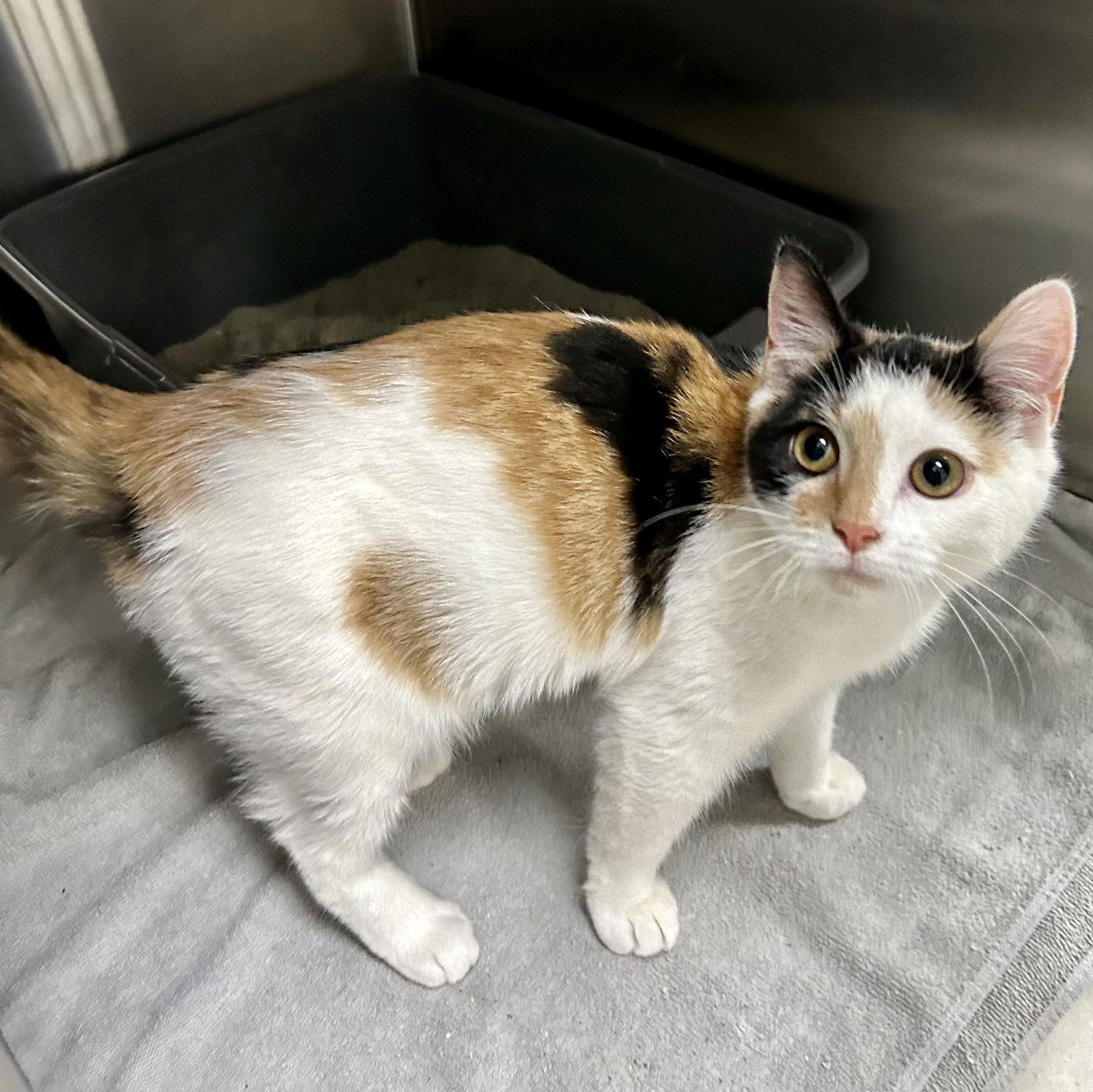 Enlarge Ophelia, a Adoptable Calico in Norwood, OH image 2/3