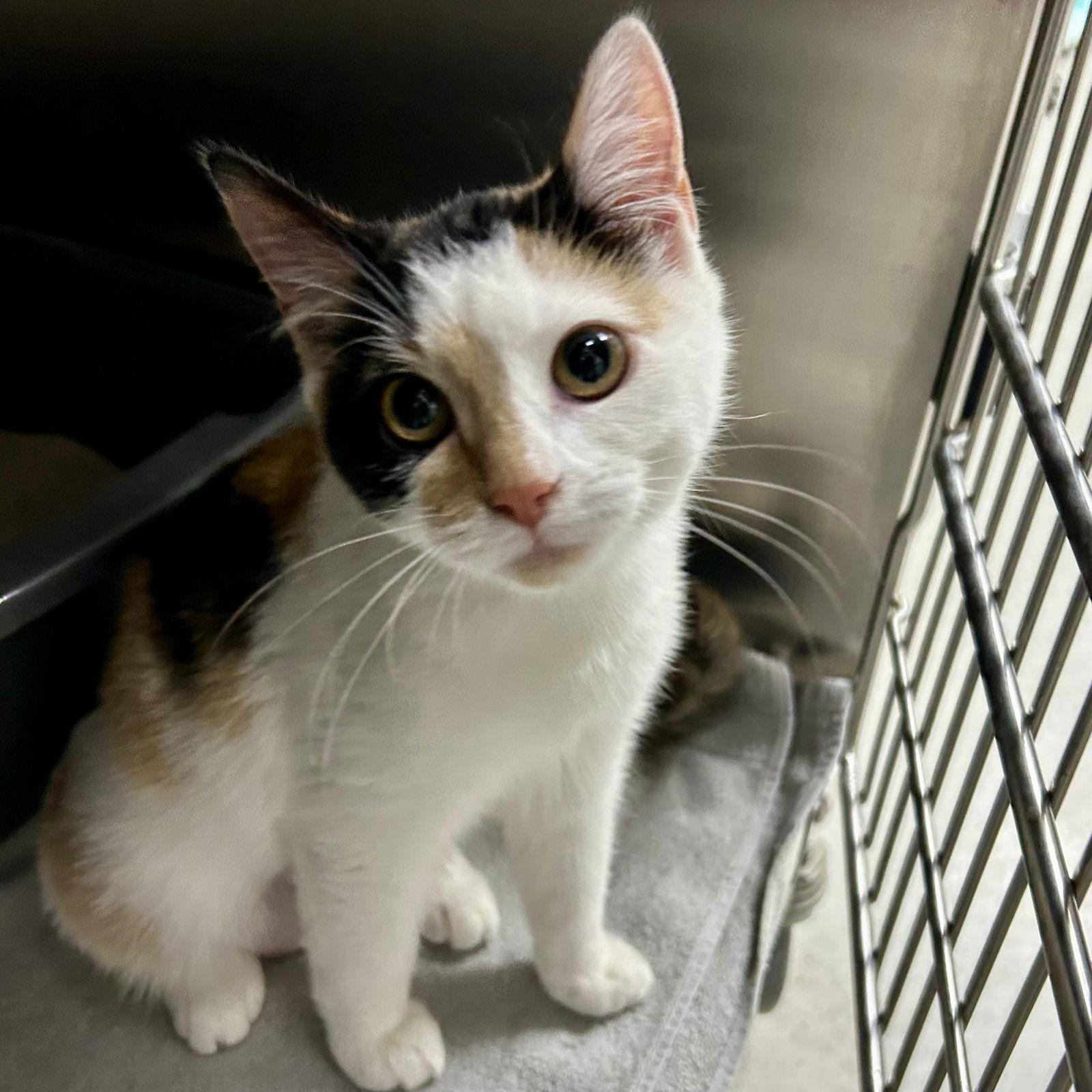 Enlarge Ophelia, a Adoptable Calico in Norwood, OH image 3/3