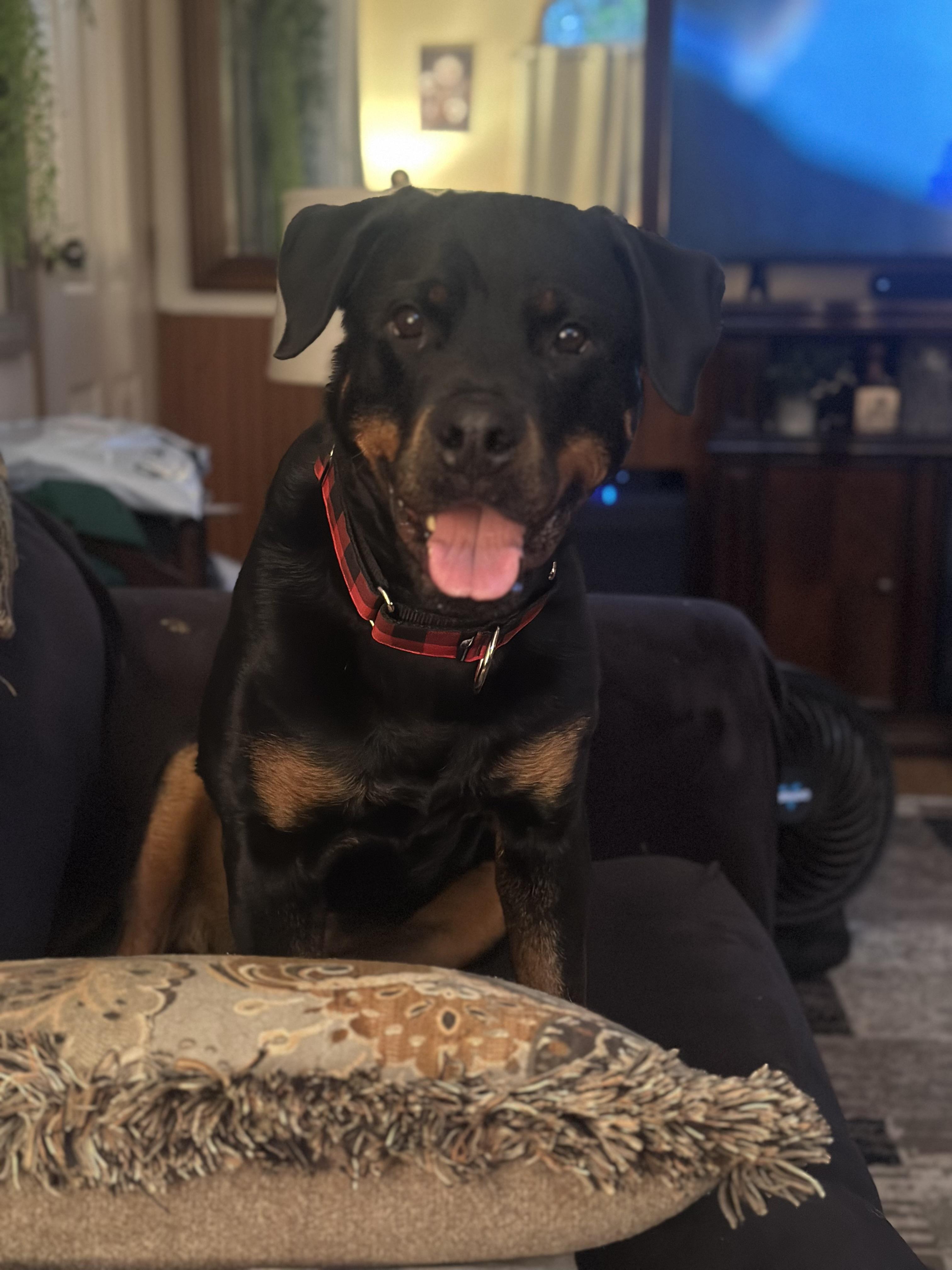 Maza, a Adoptable Rottweiler in Saratoga Springs, NY image 4/5