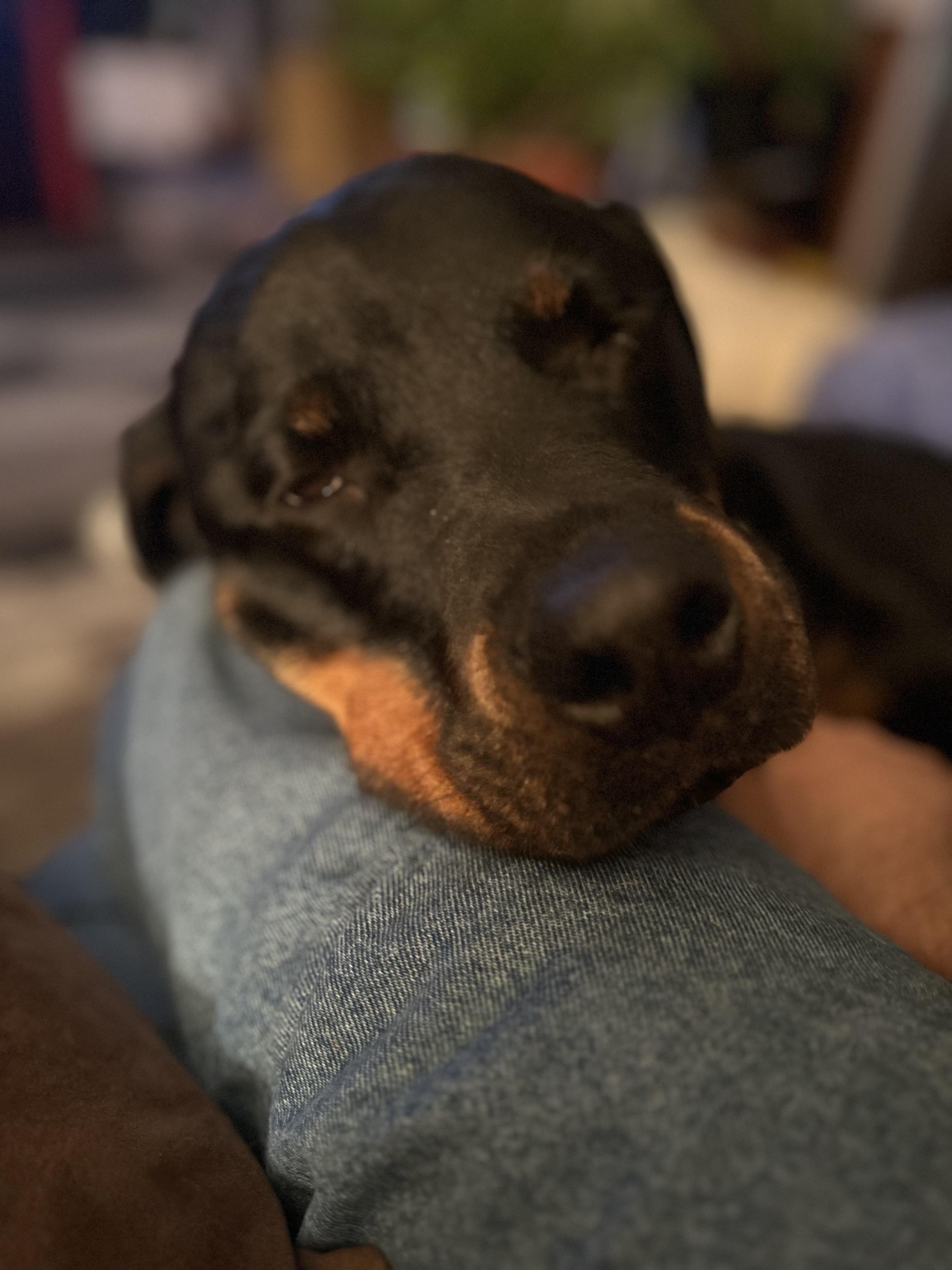 Maza, a Adoptable Rottweiler in Saratoga Springs, NY image 3/5
