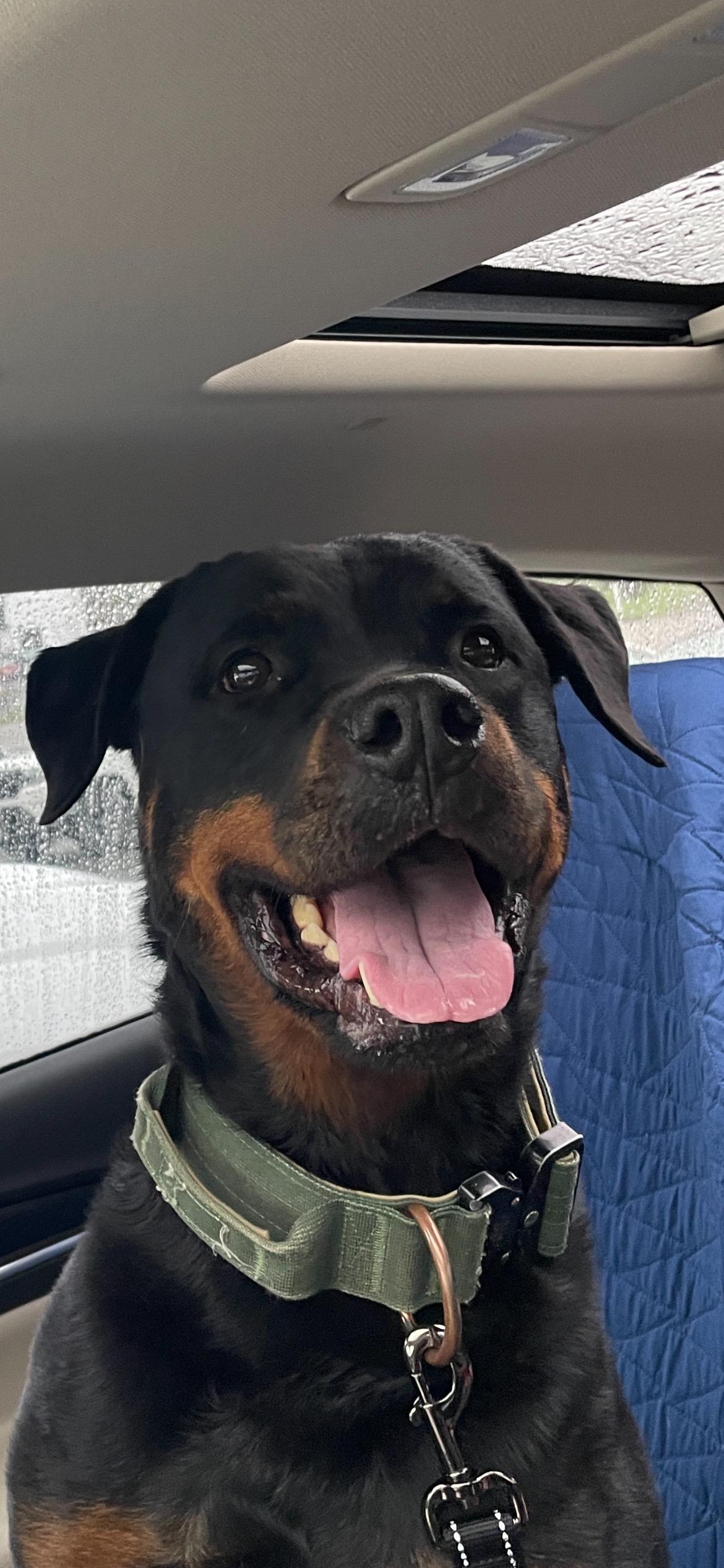 Maza, a Adoptable Rottweiler in Saratoga Springs, NY image 2/5