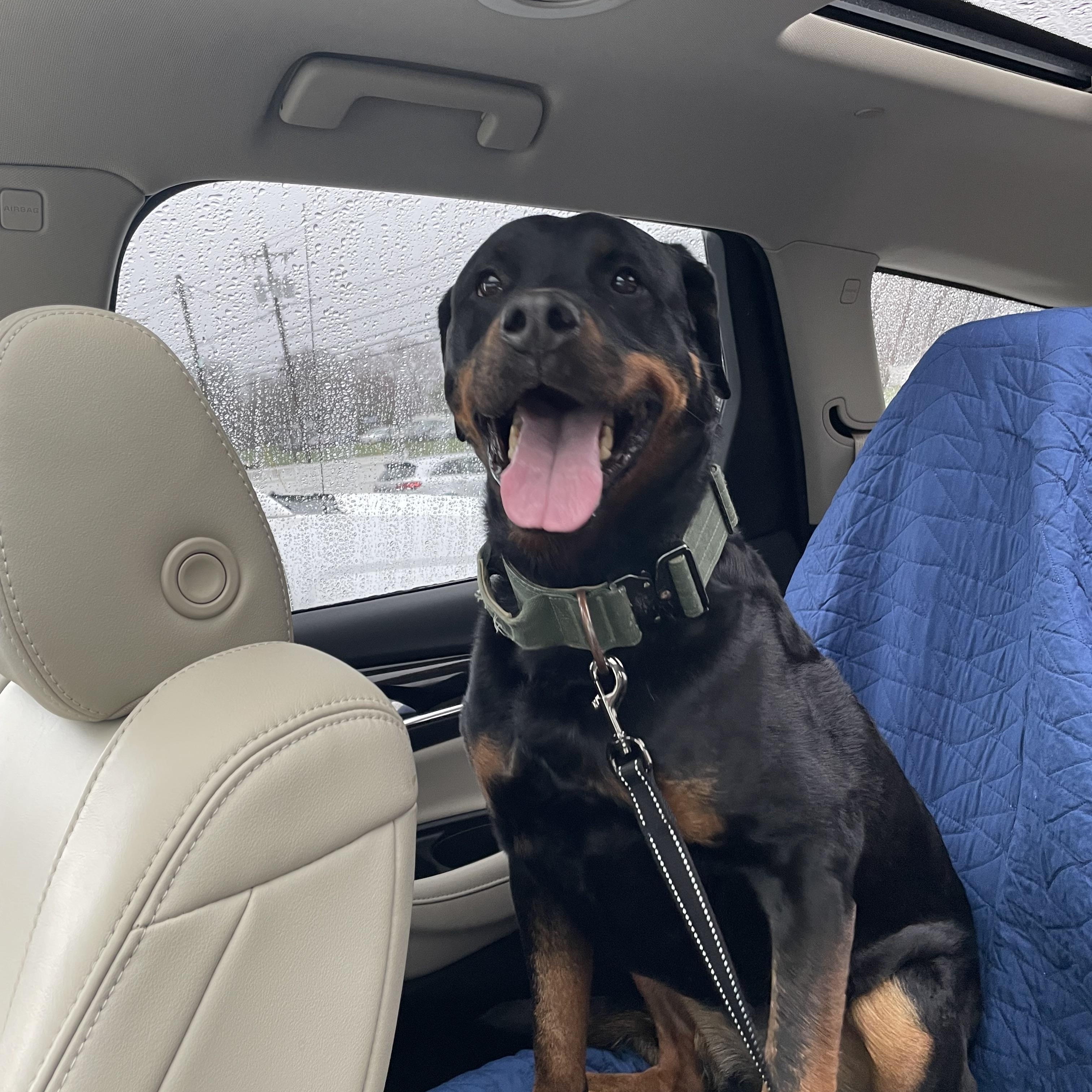 Maza, a Adoptable Rottweiler in Saratoga Springs, NY image 1/5
