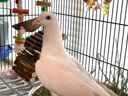 Enlarge Cloud Dancer, a Adoptable Dove in Boulder, CO image 1/1