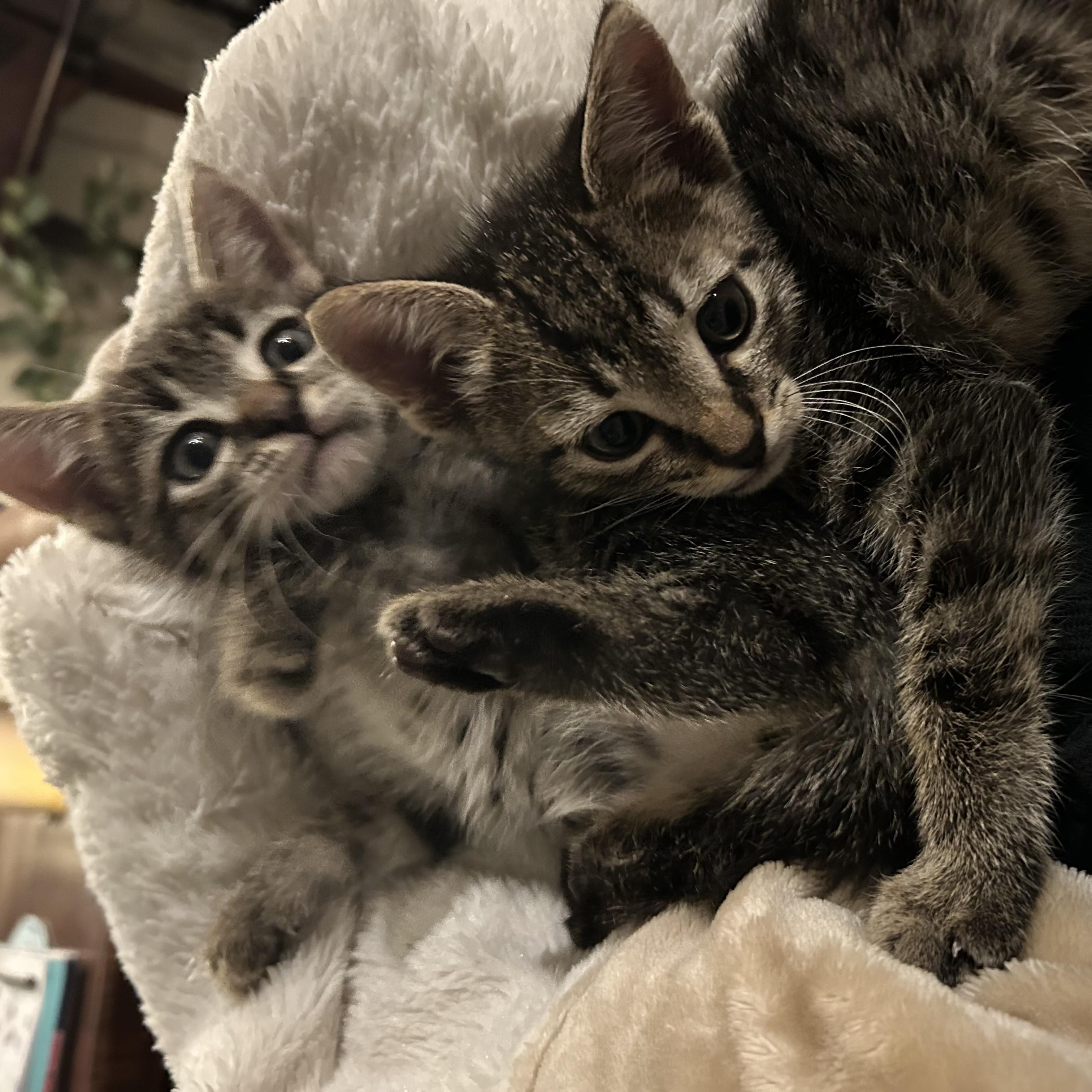 Enlarge TATER & TOT (MA), a Adoptable mixed breed in Southbridge , MA image 4/6