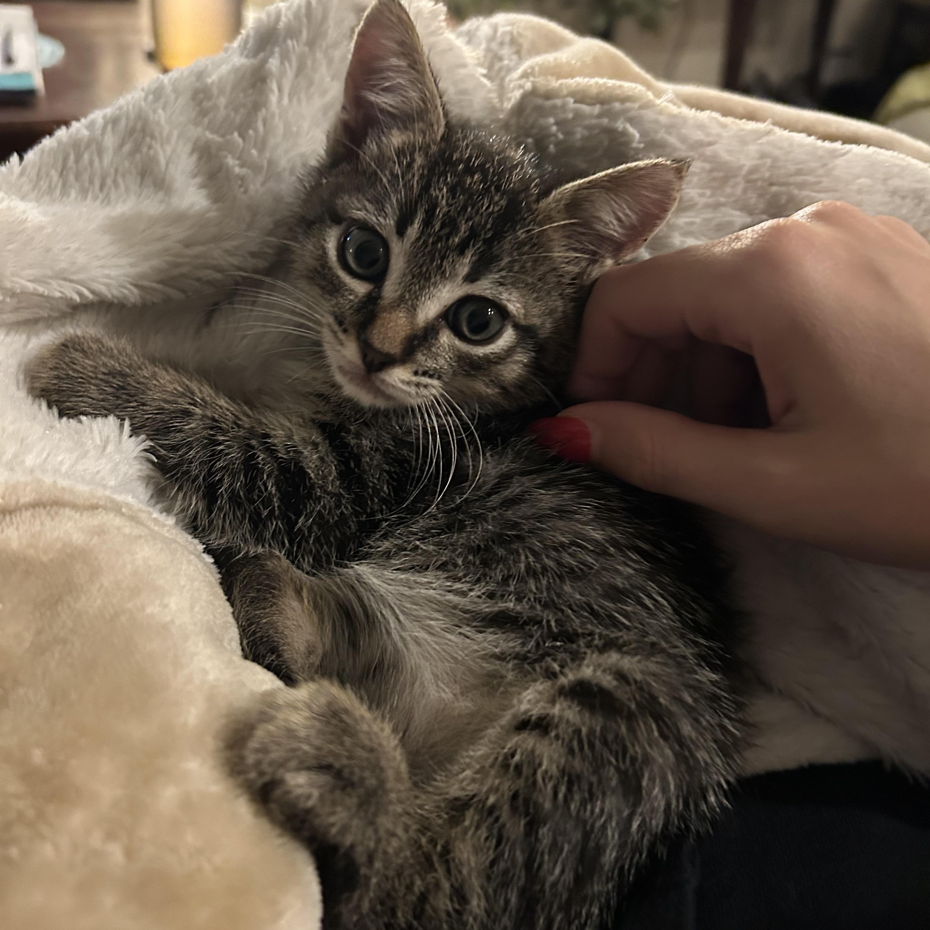 Enlarge TATER & TOT (MA), a Adoptable mixed breed in Southbridge , MA image 6/6