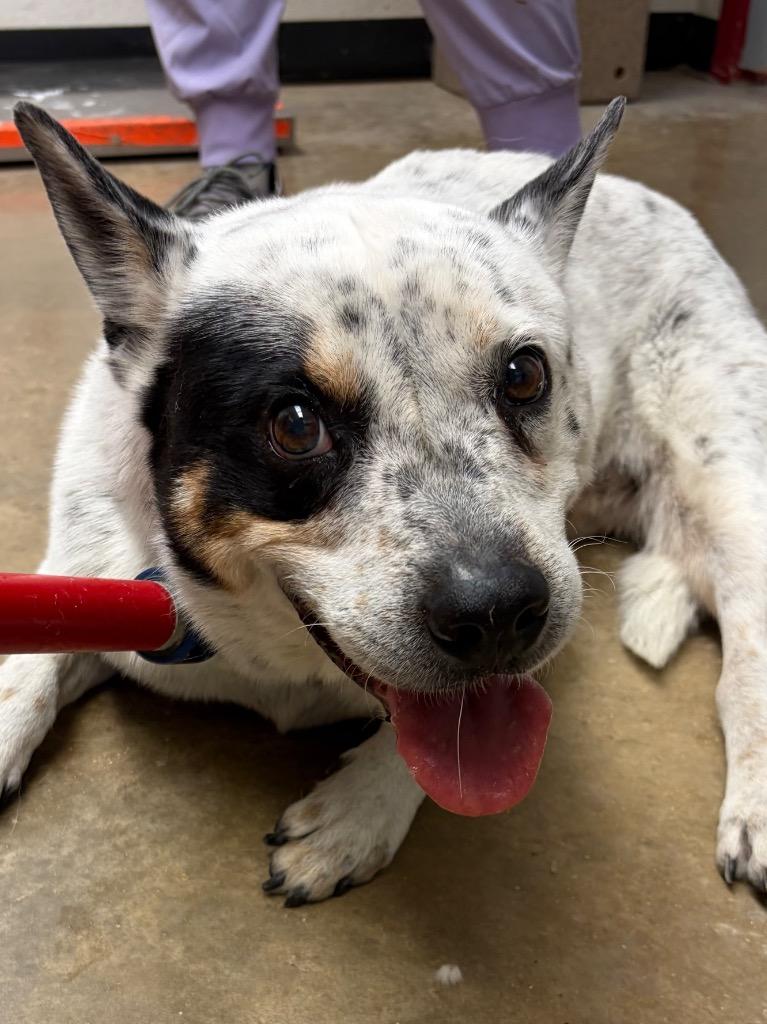 Leonidas, Adoptable, Senior Male Australian Cattle Dog / Blue Heeler & Mixed Breed.