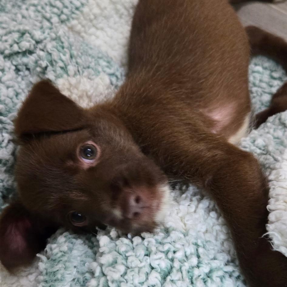 Chrissy, Adoptable, Puppy Female Parson Russell Terrier & Chihuahua.