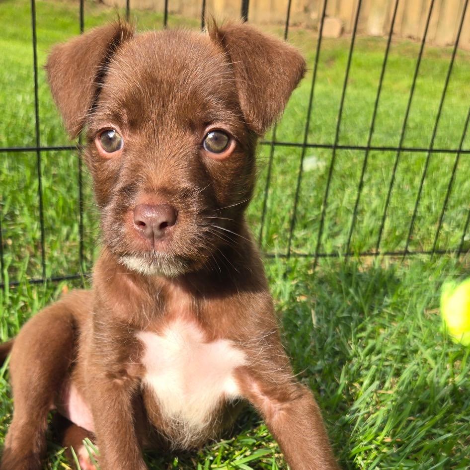 Chrissy, a Adoptable mixed breed in Durham, NC image 2/6