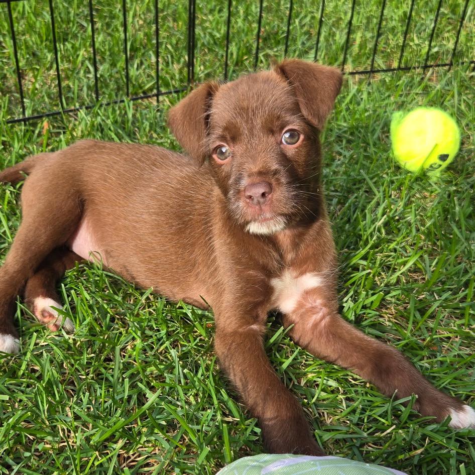 Chrissy, a Adoptable mixed breed in Durham, NC image 3/6