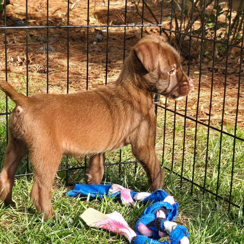 Chrissy, a Adoptable mixed breed in Durham, NC image 4/6
