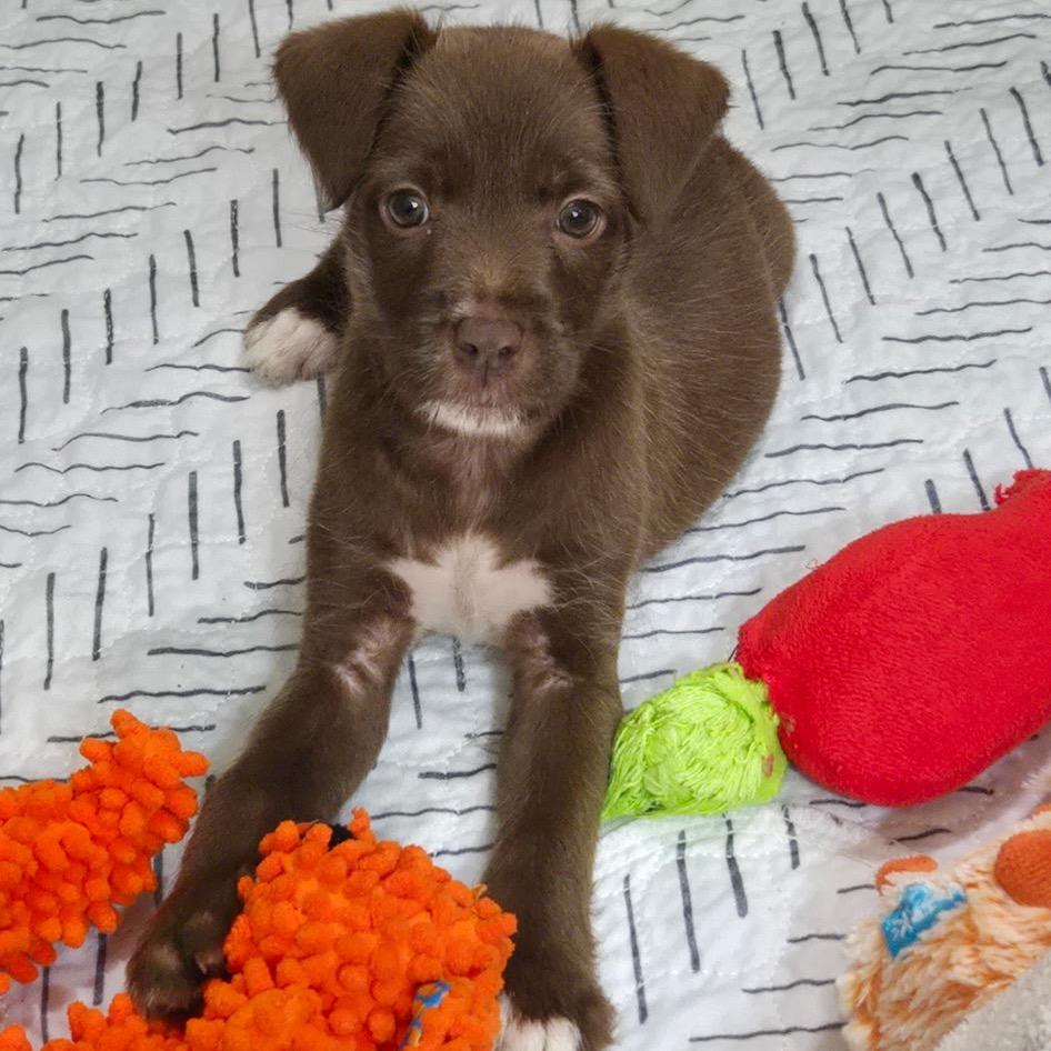 Chrissy, a Adoptable mixed breed in Durham, NC image 5/6