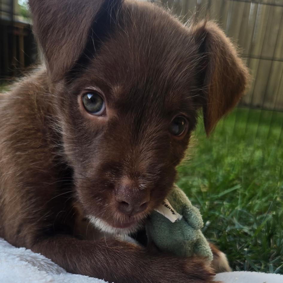 Chrissy, a Adoptable mixed breed in Durham, NC image 6/6