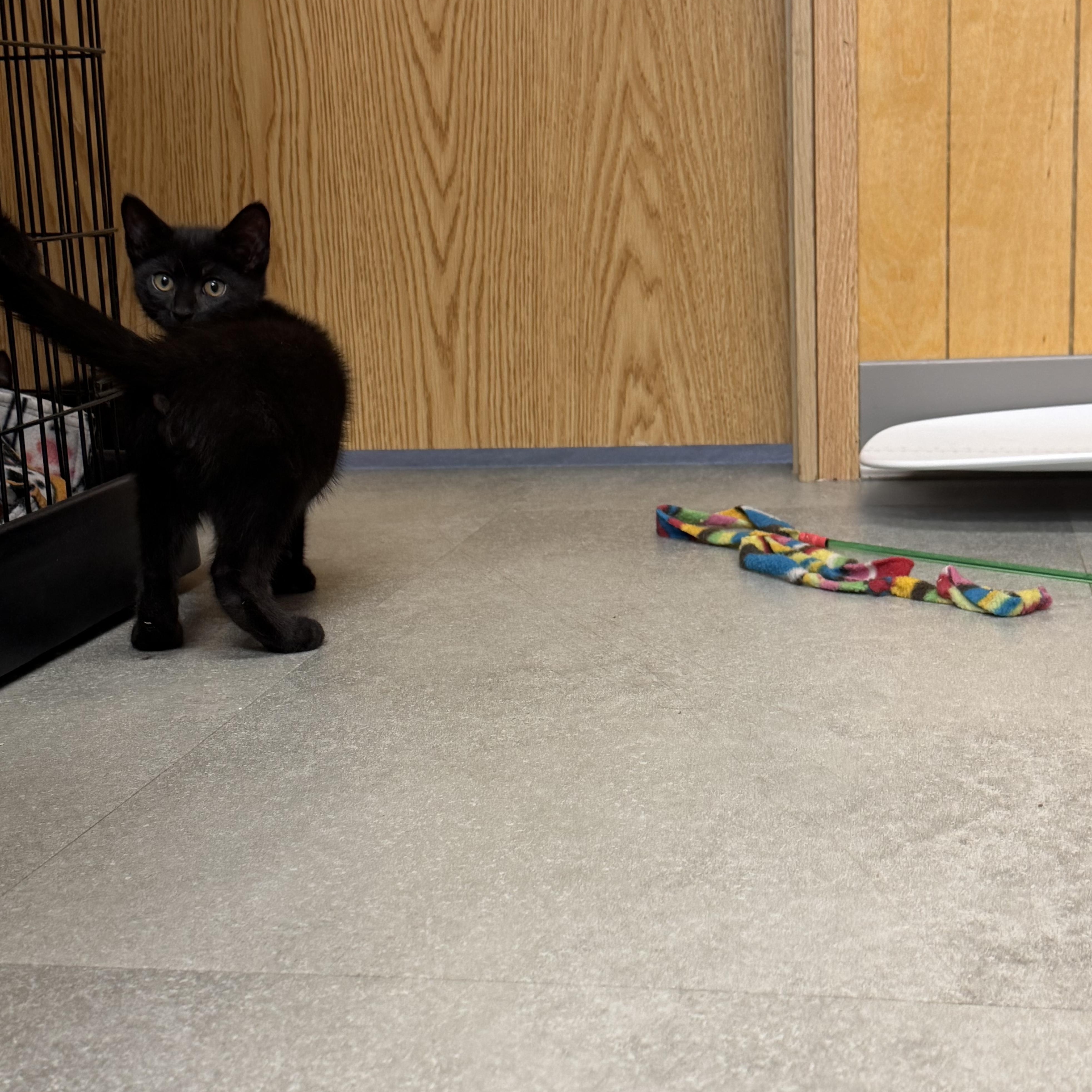 Zeppelin, an adopted Domestic Short Hair in Kent, WA image 2/4