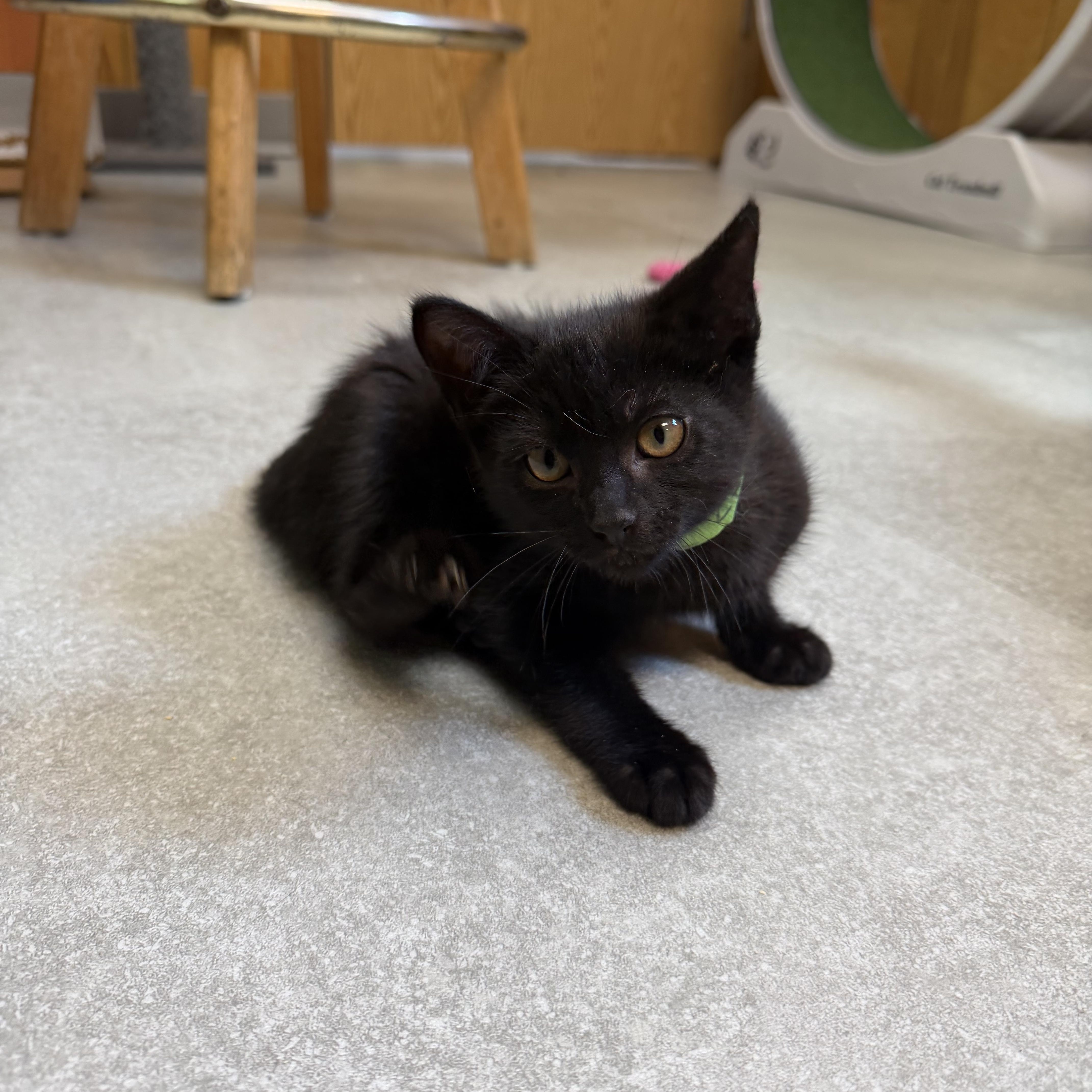 Zeppelin, adopted, Kitten Male Domestic Short Hair.