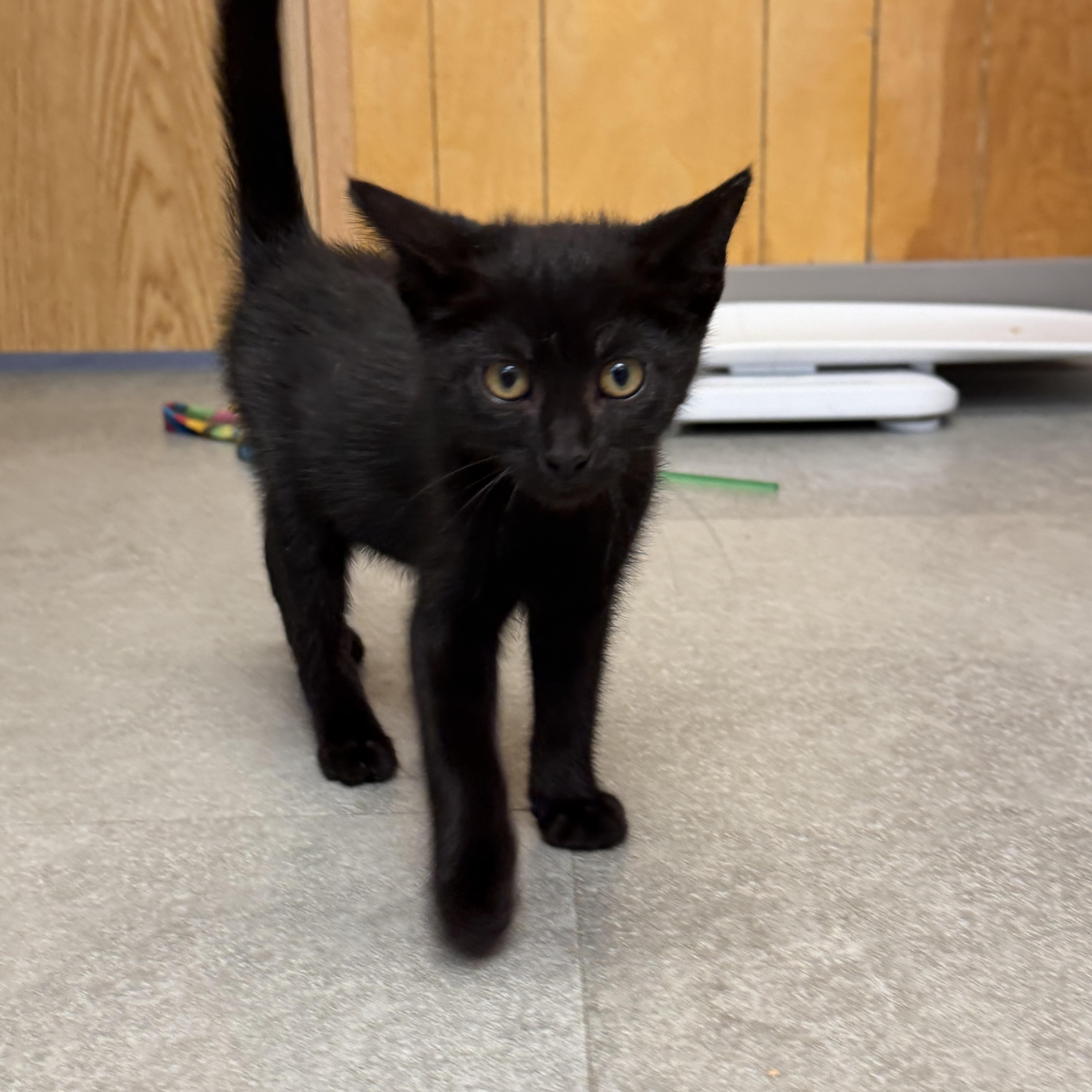Zeppelin, an adopted Domestic Short Hair in Kent, WA image 3/4