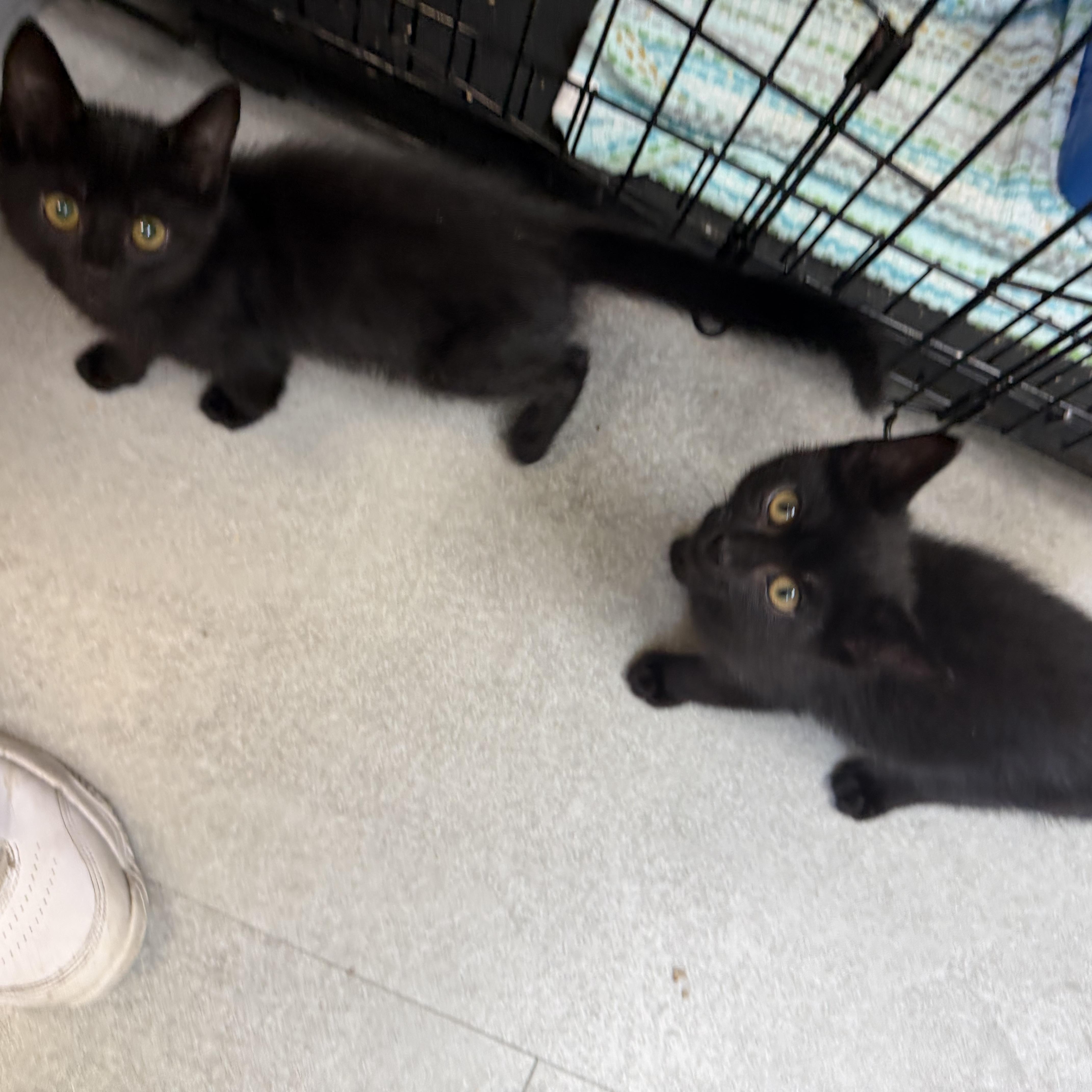 Zeppelin, an adopted Domestic Short Hair in Kent, WA image 4/4